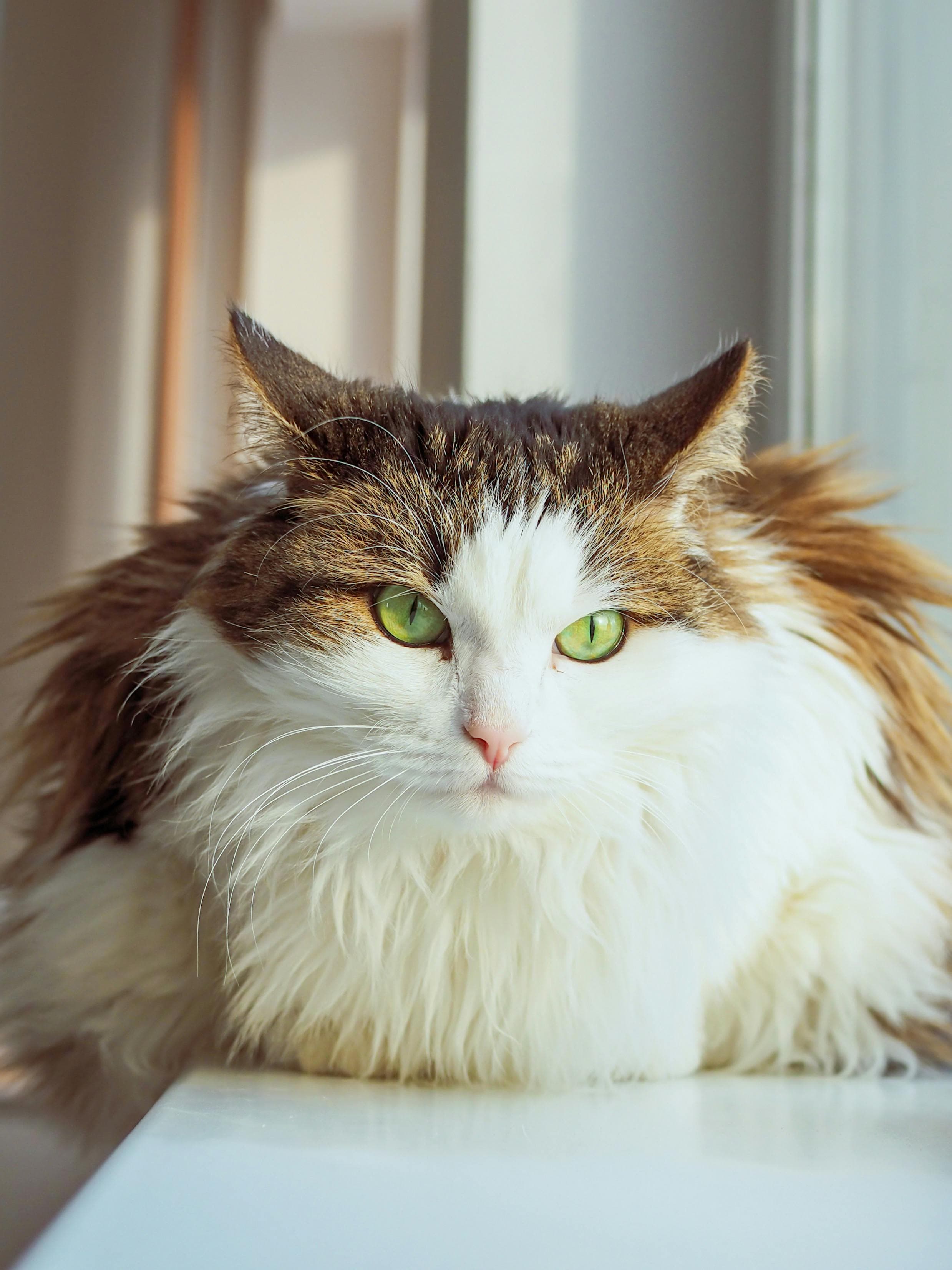 Catestant
