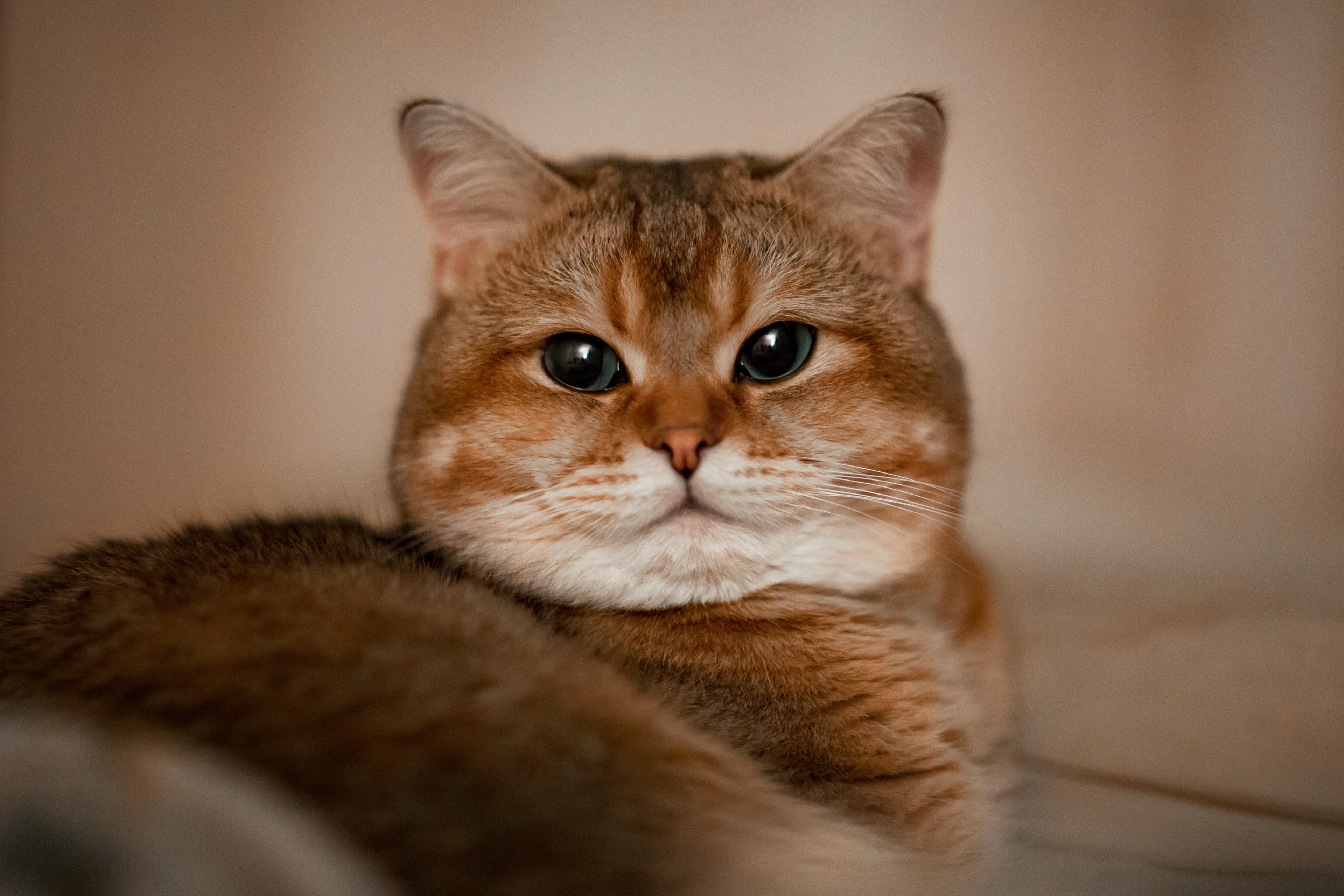 Catestant