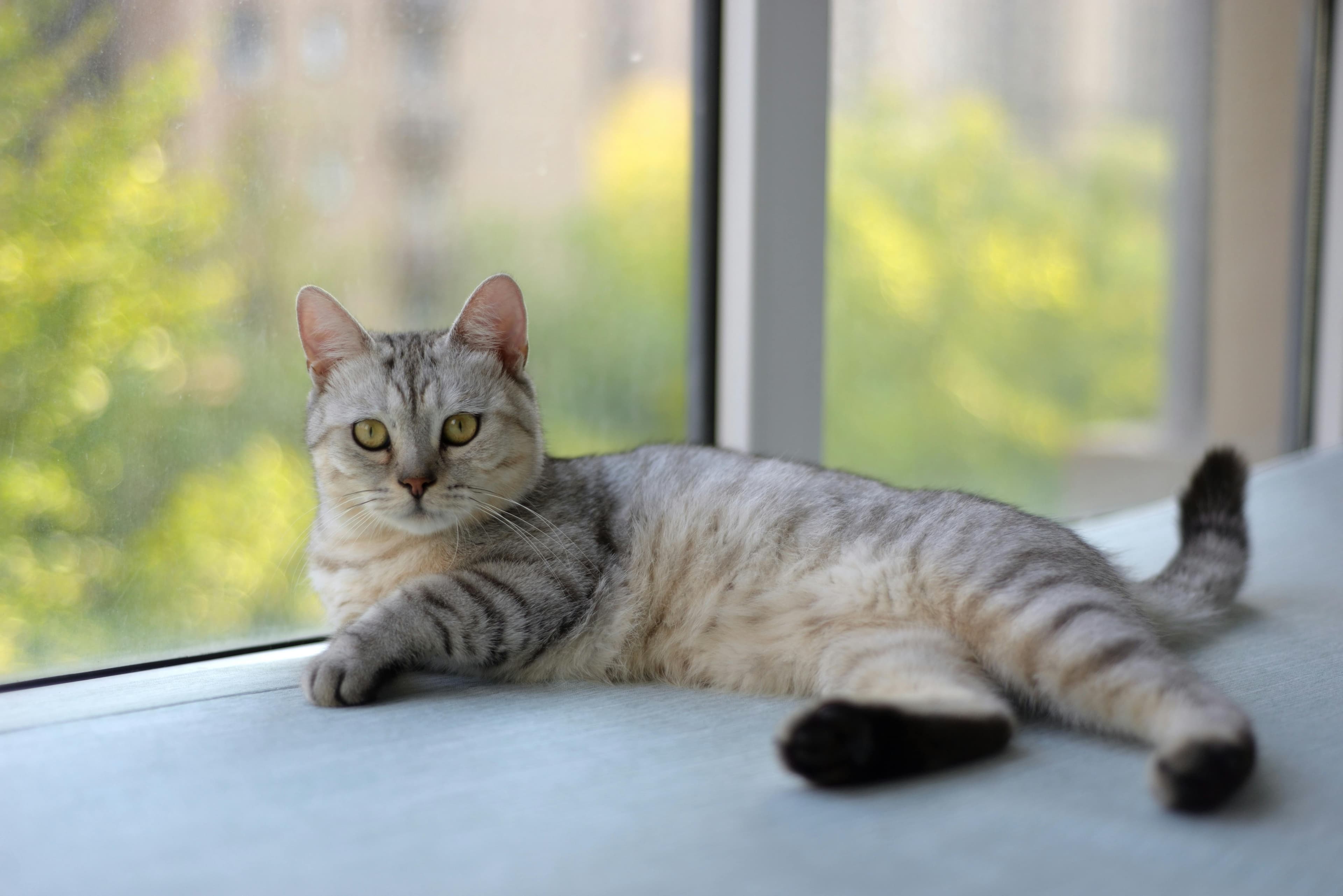 Catestant
