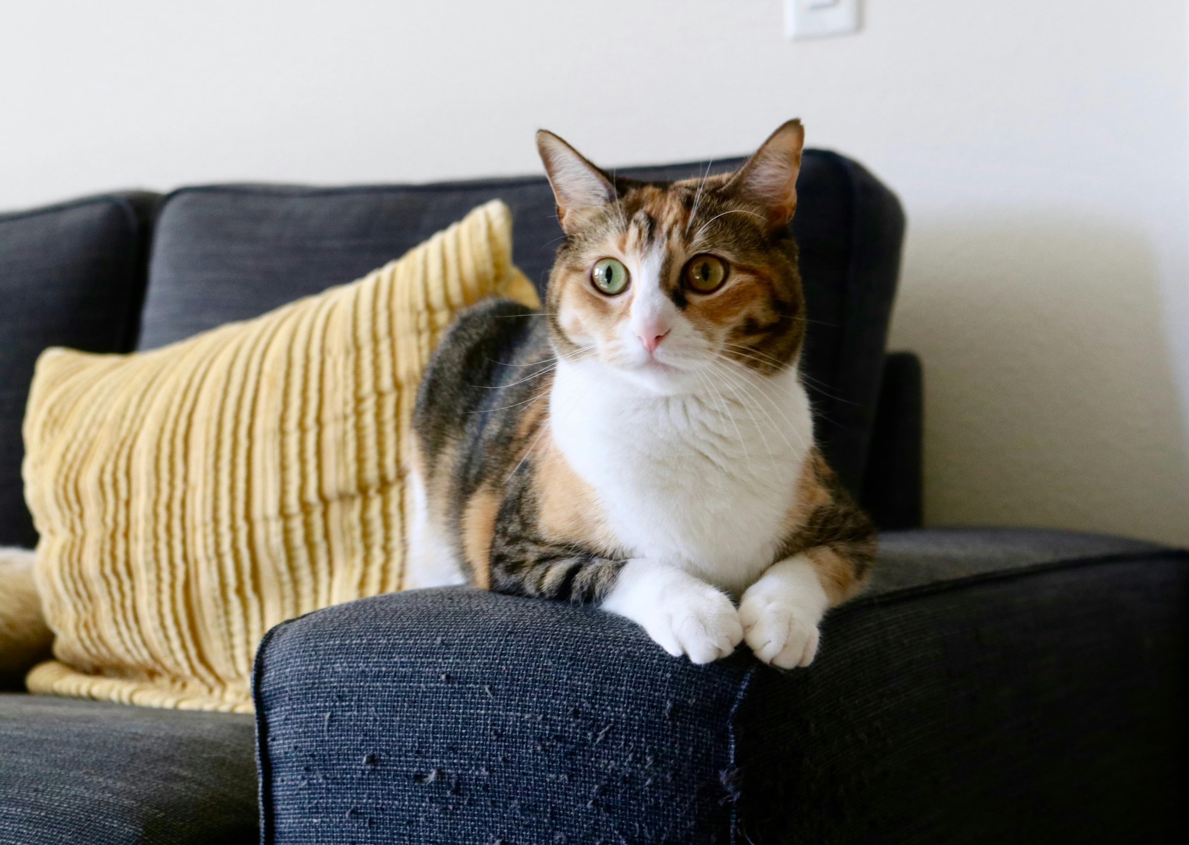 Catestant