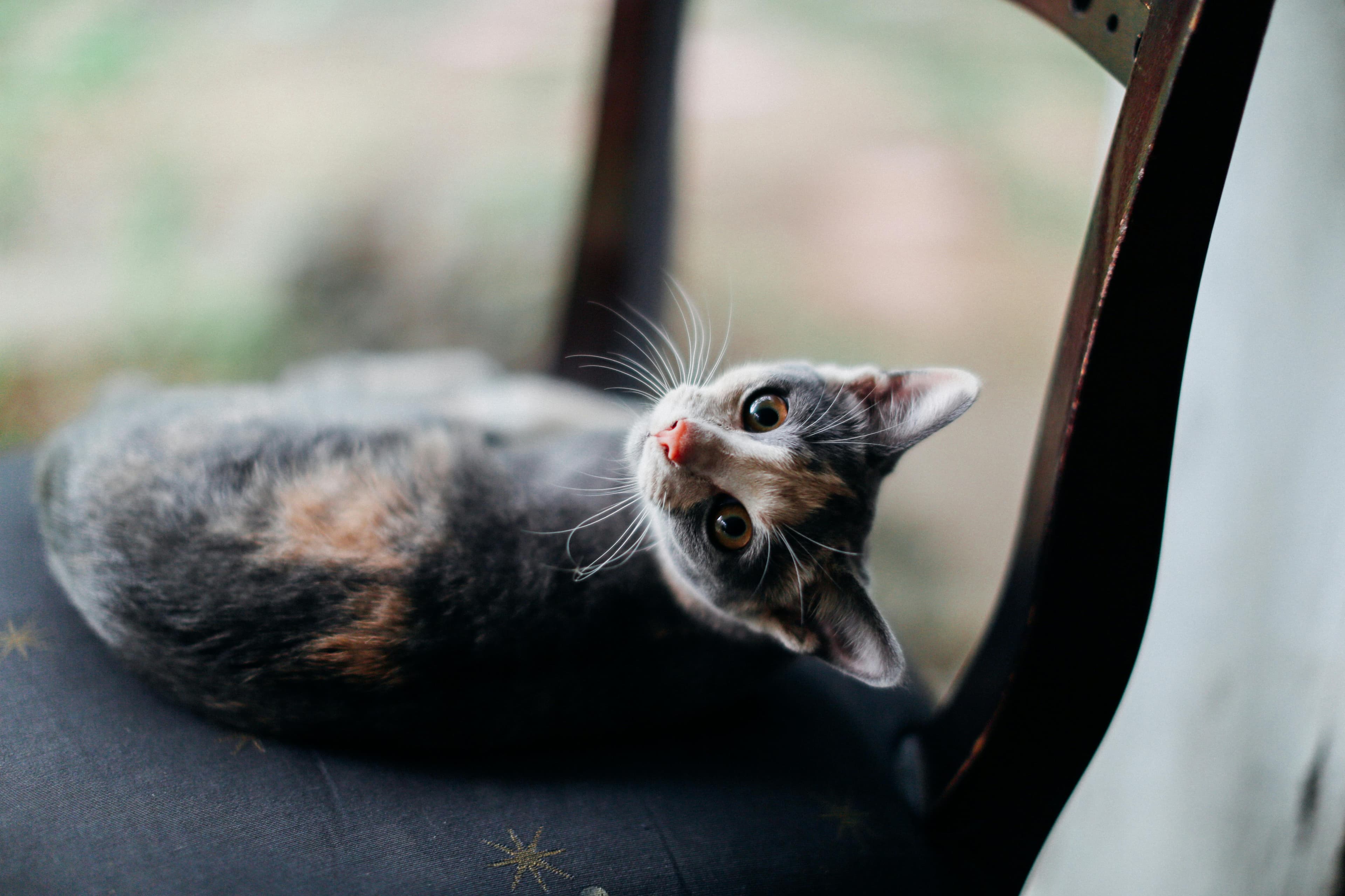 Catestant