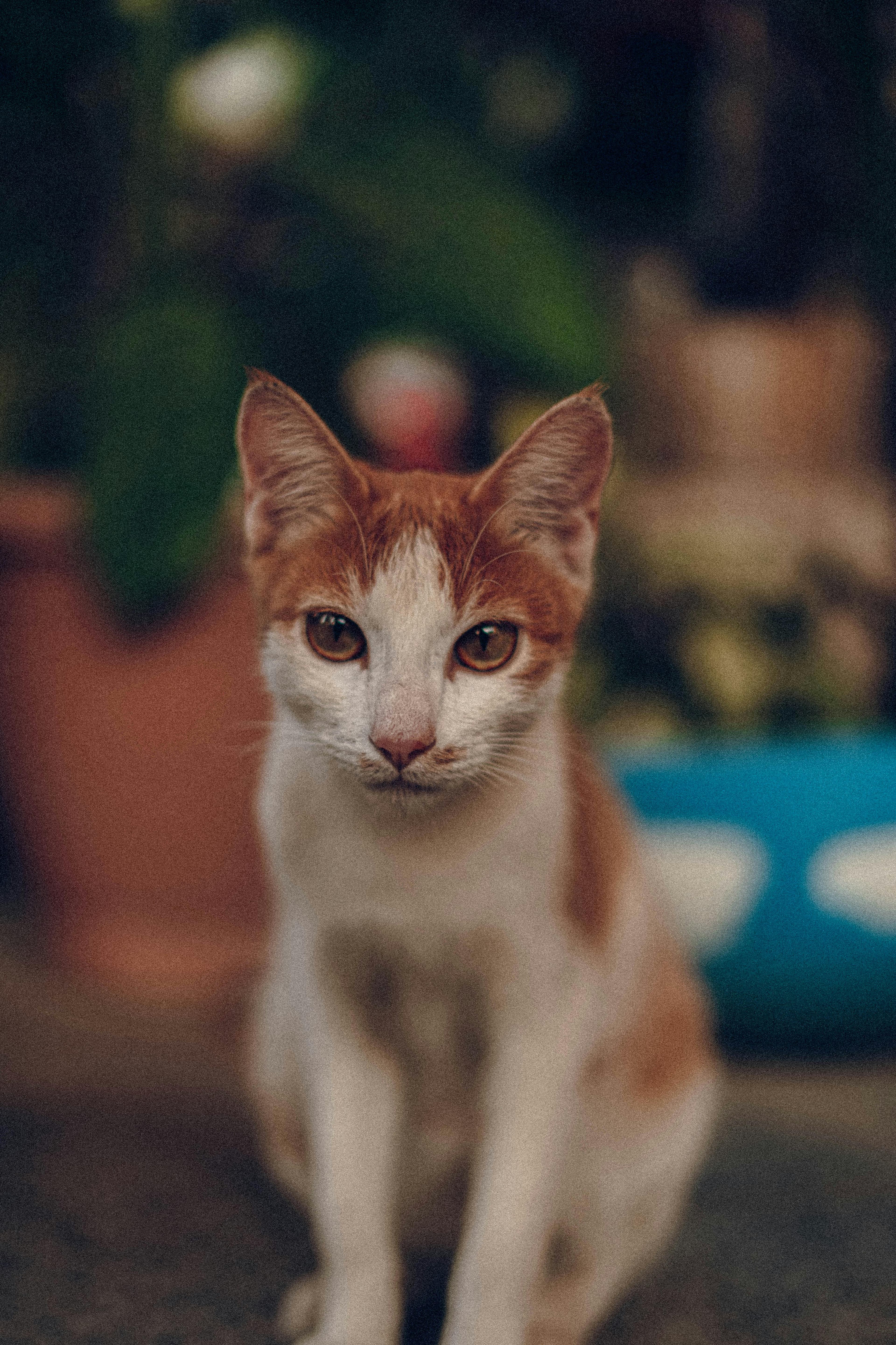 Catestant