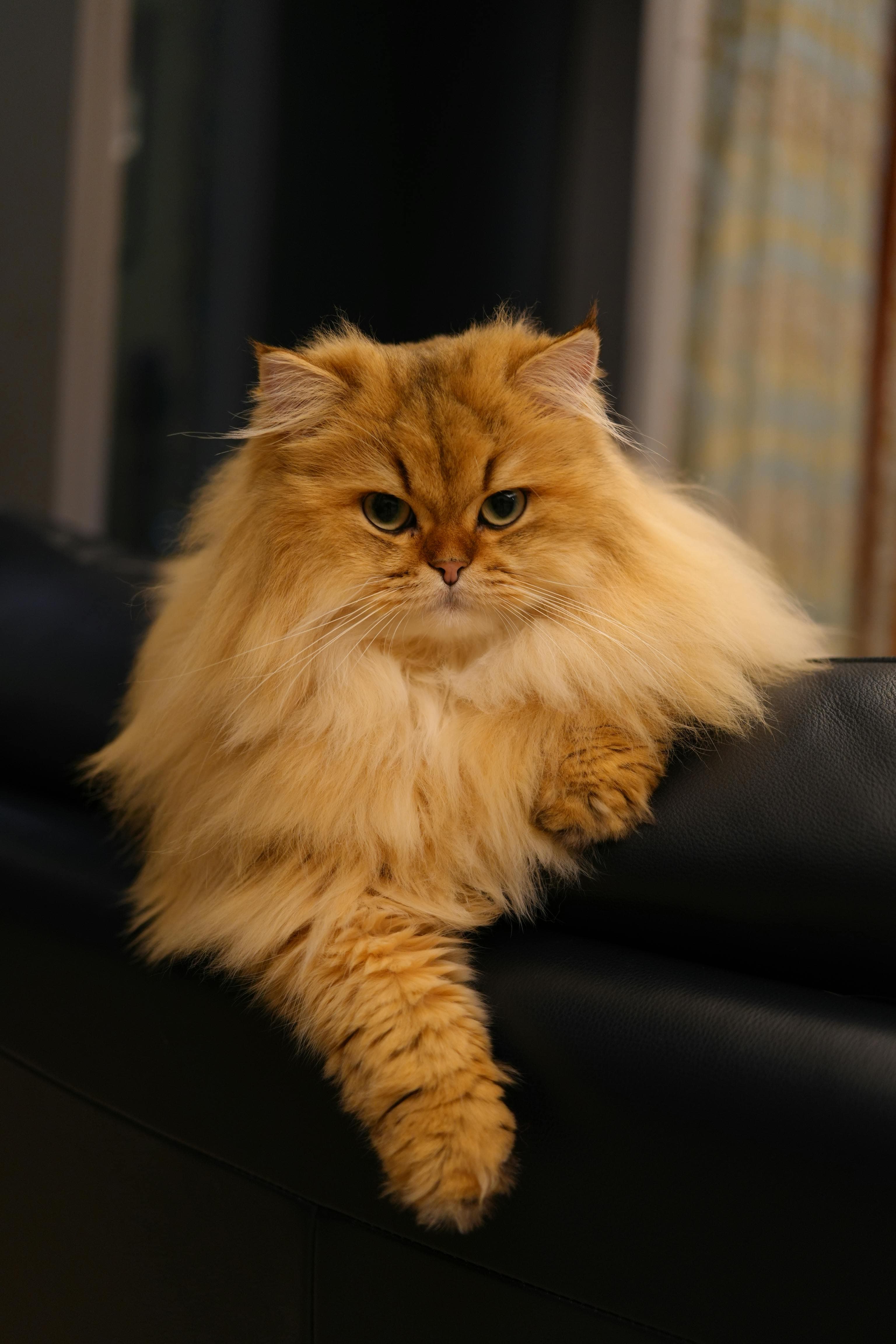 Catestant