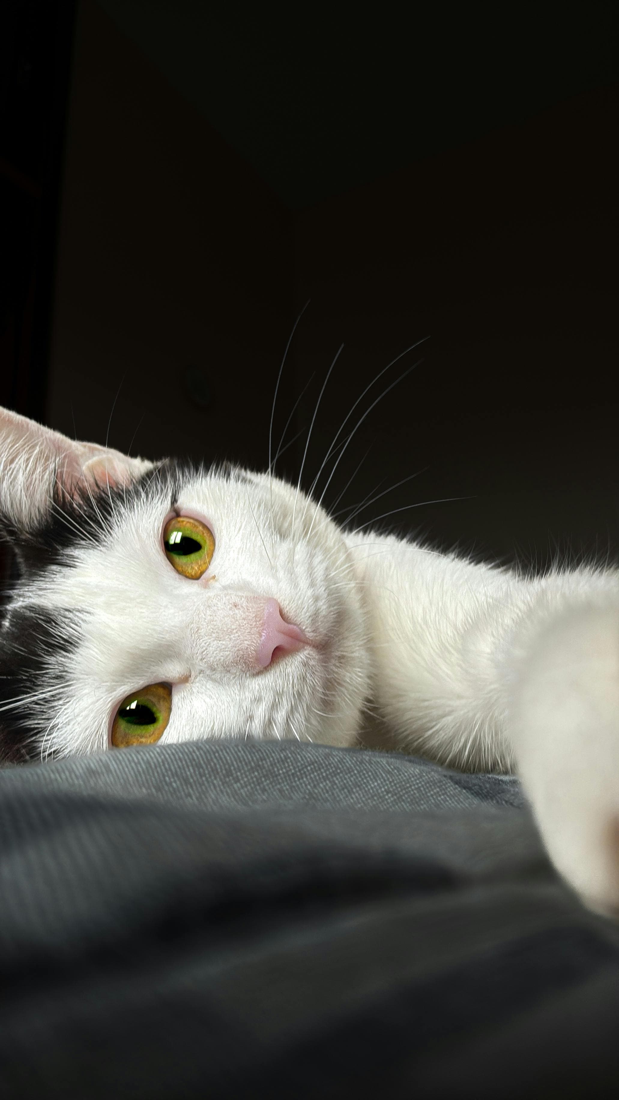 Catestant