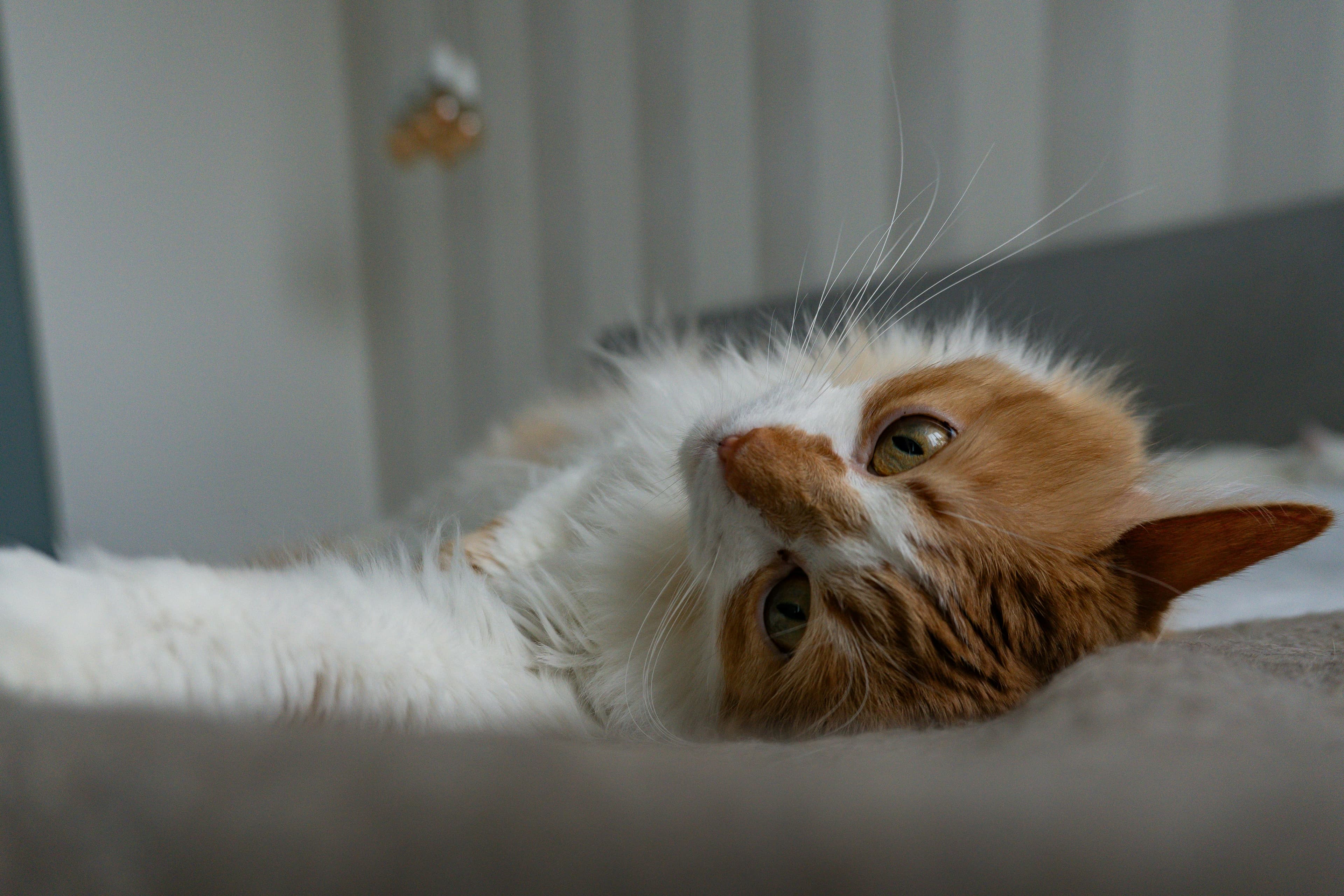Catestant