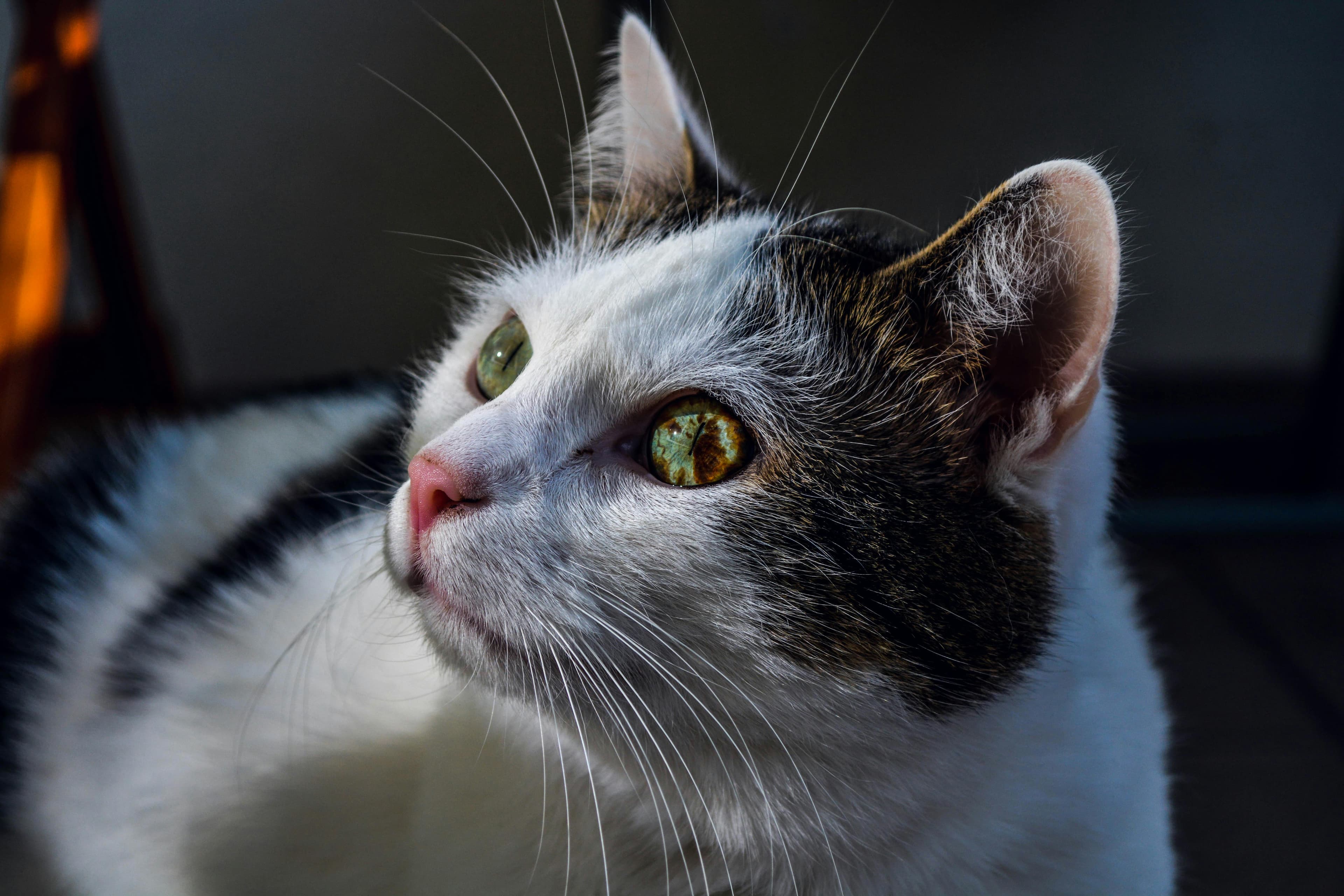 Catestant
