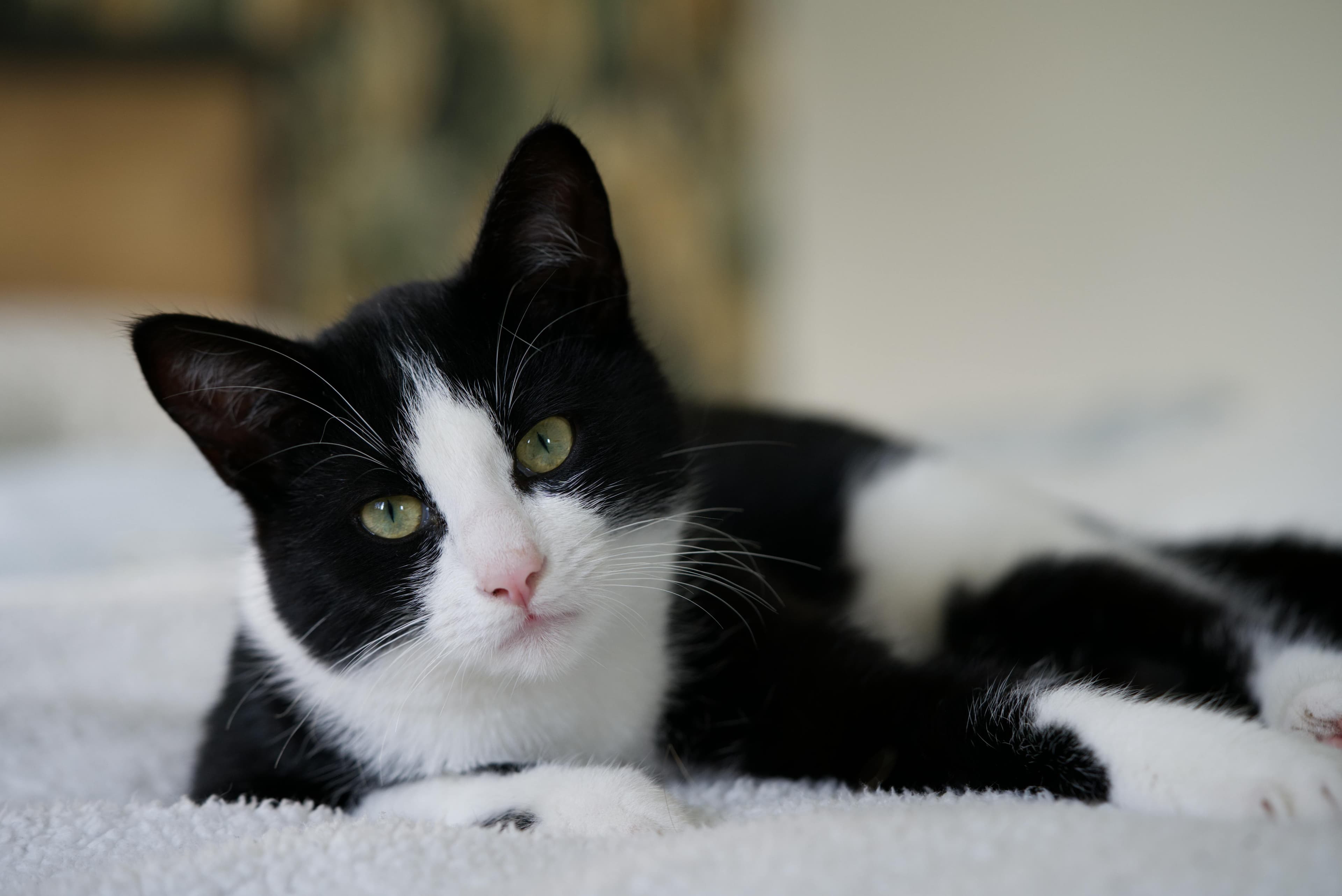 Catestant