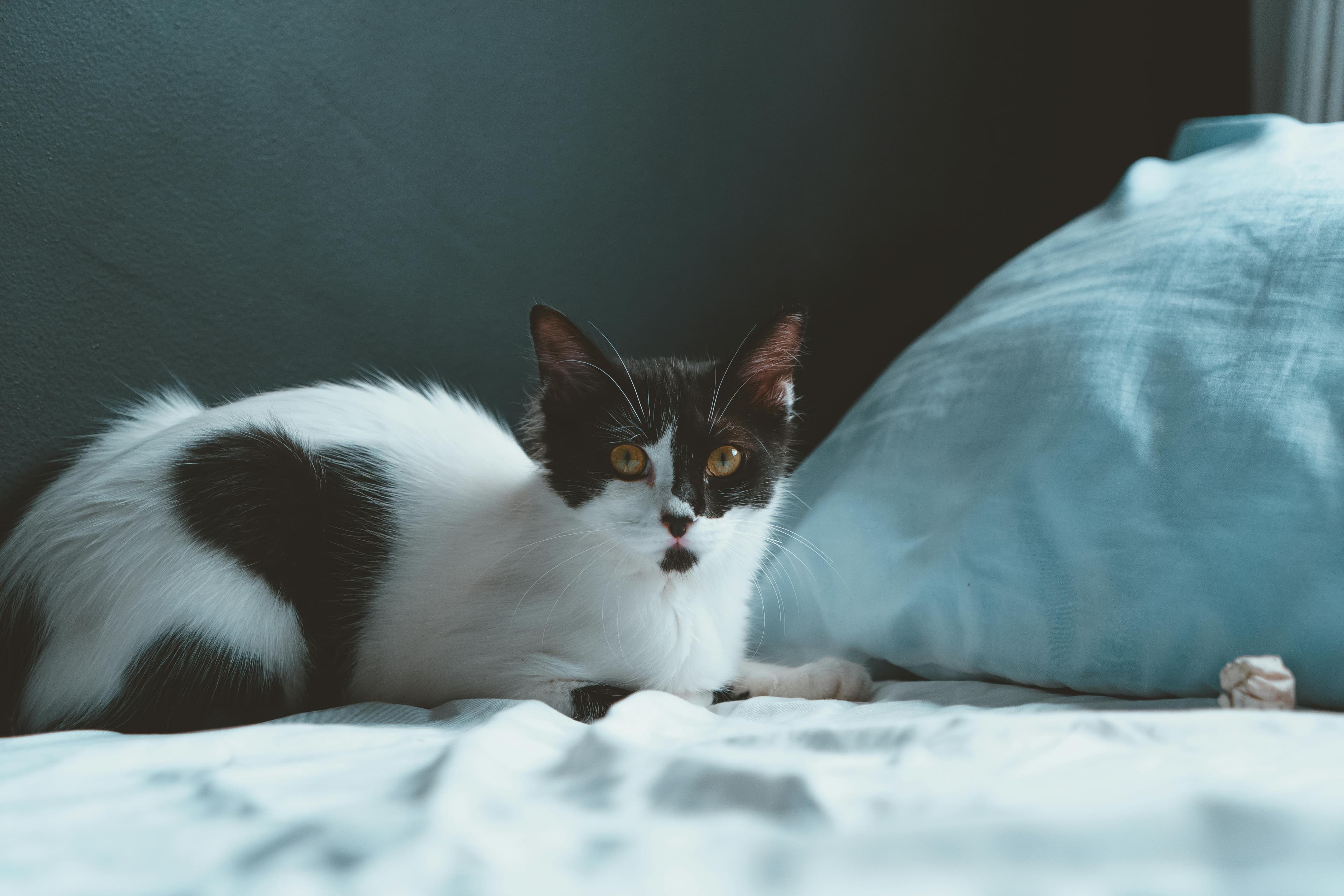 Catestant