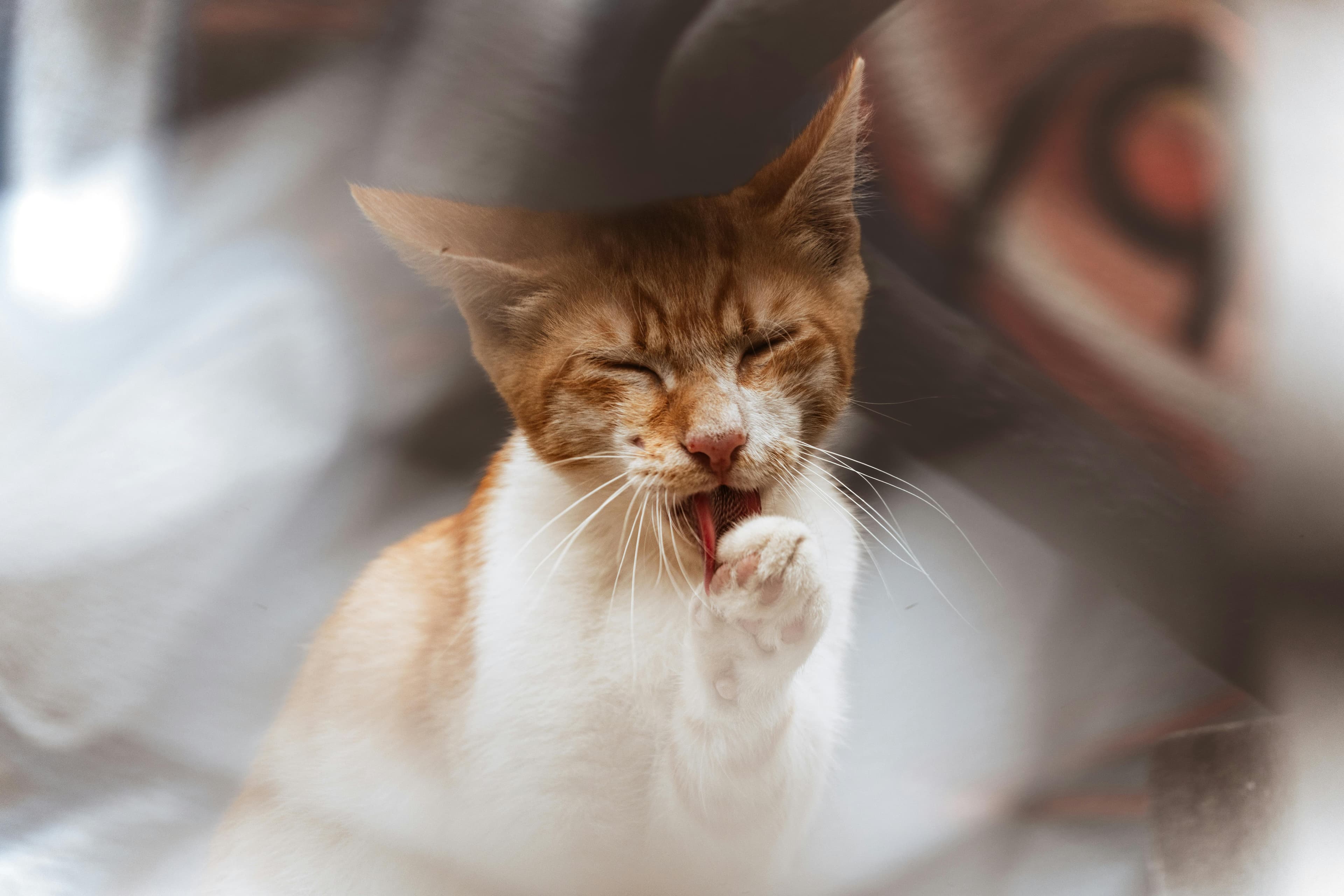 Catestant