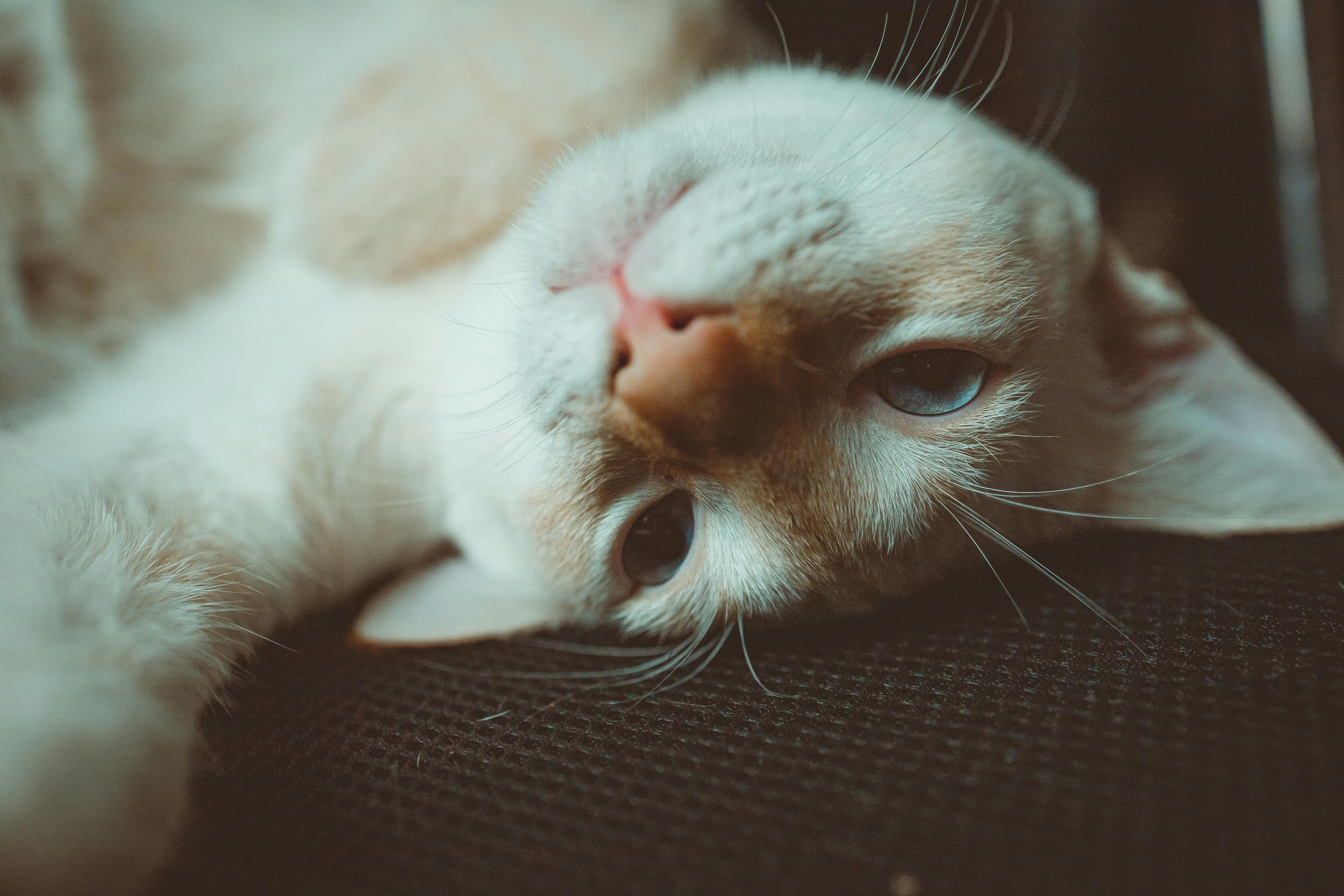 Catestant