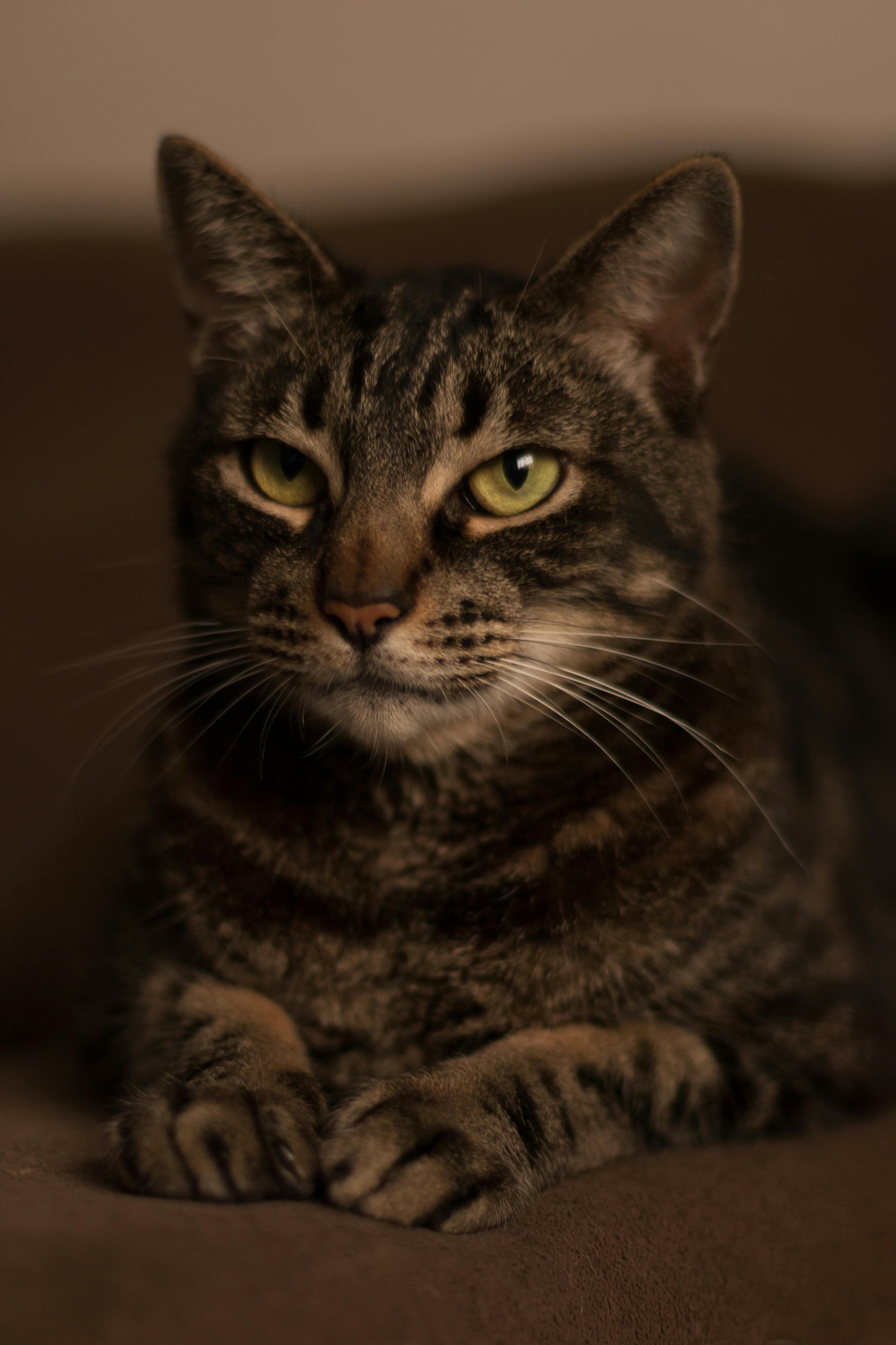 Catestant