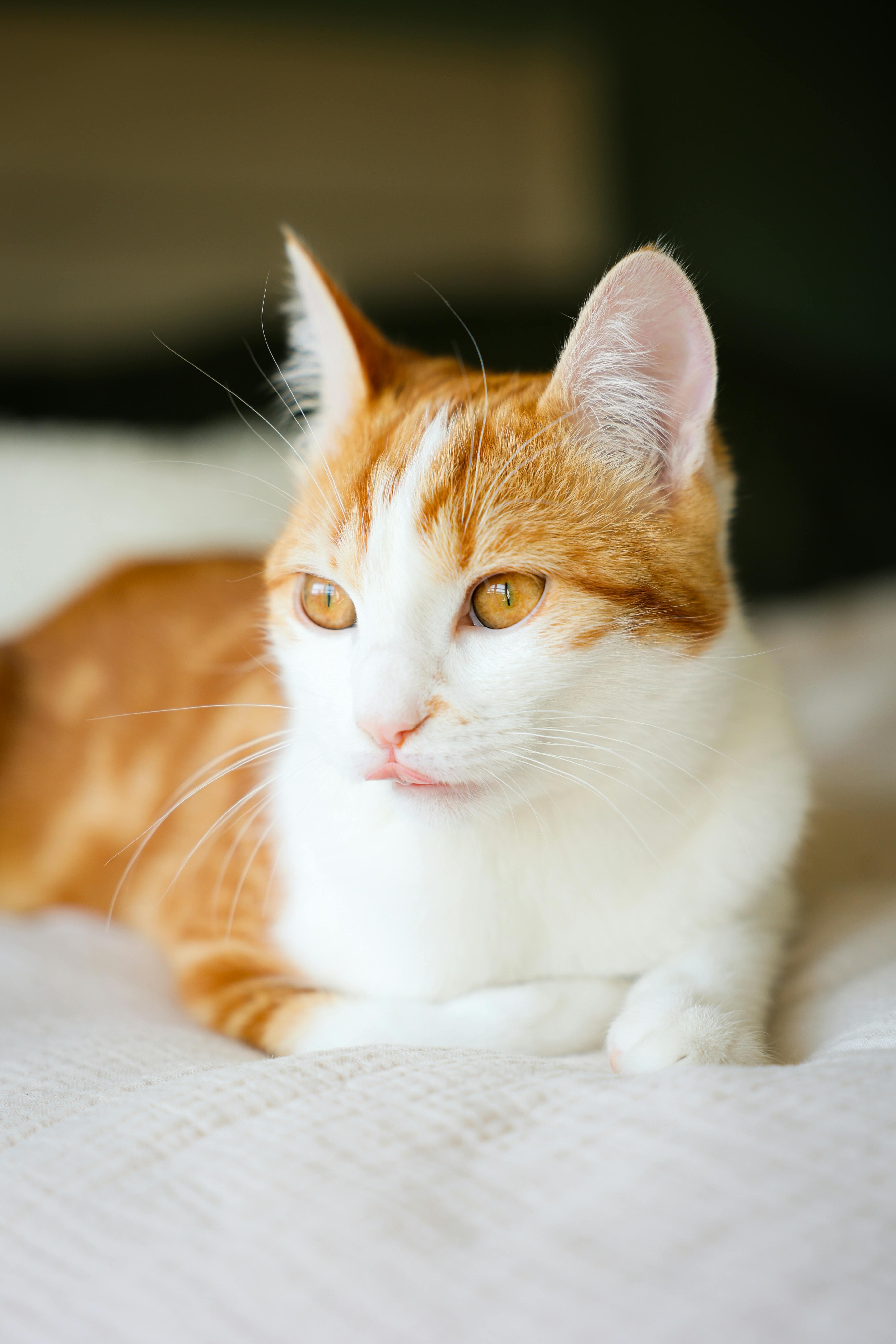 Catestant