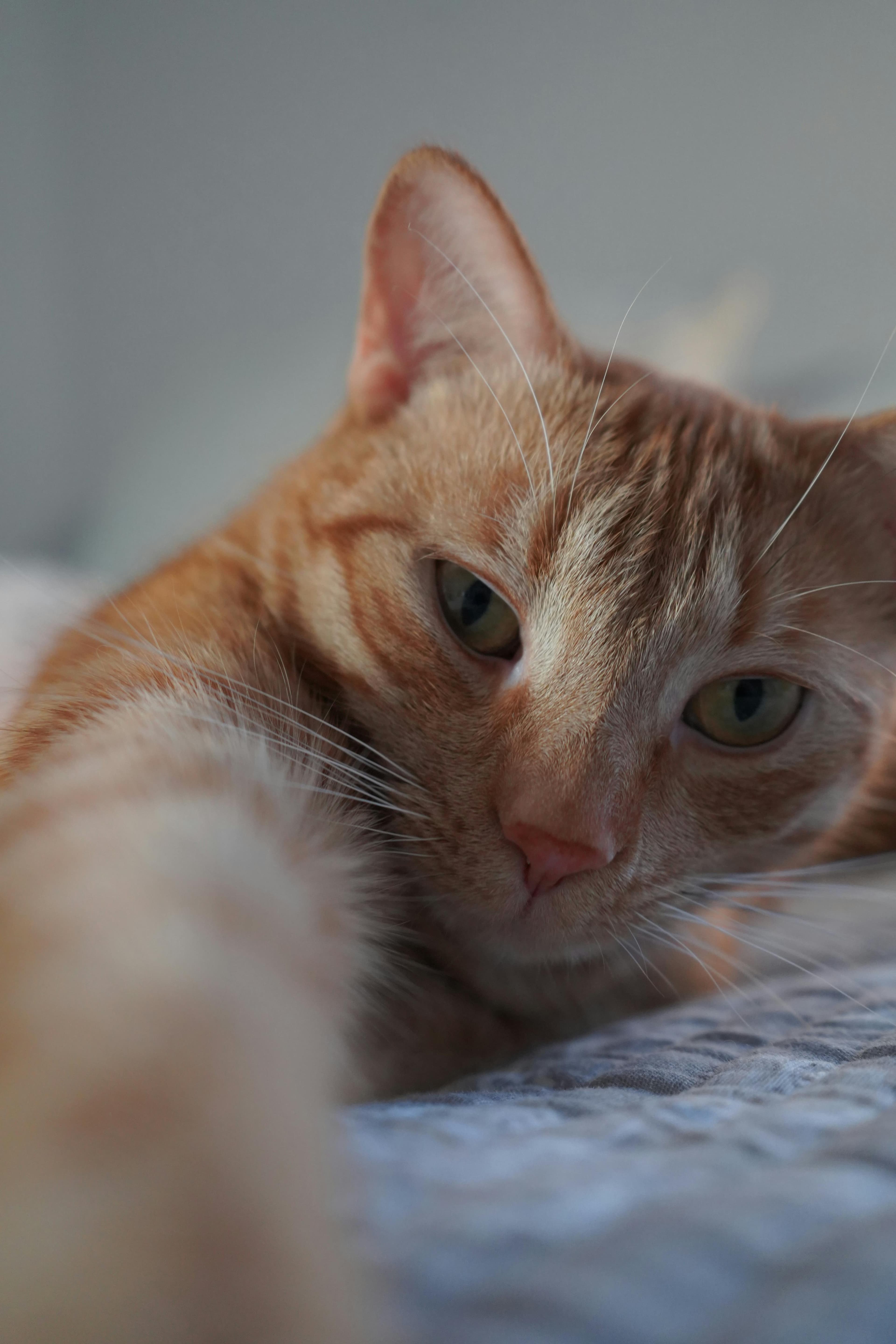 Catestant