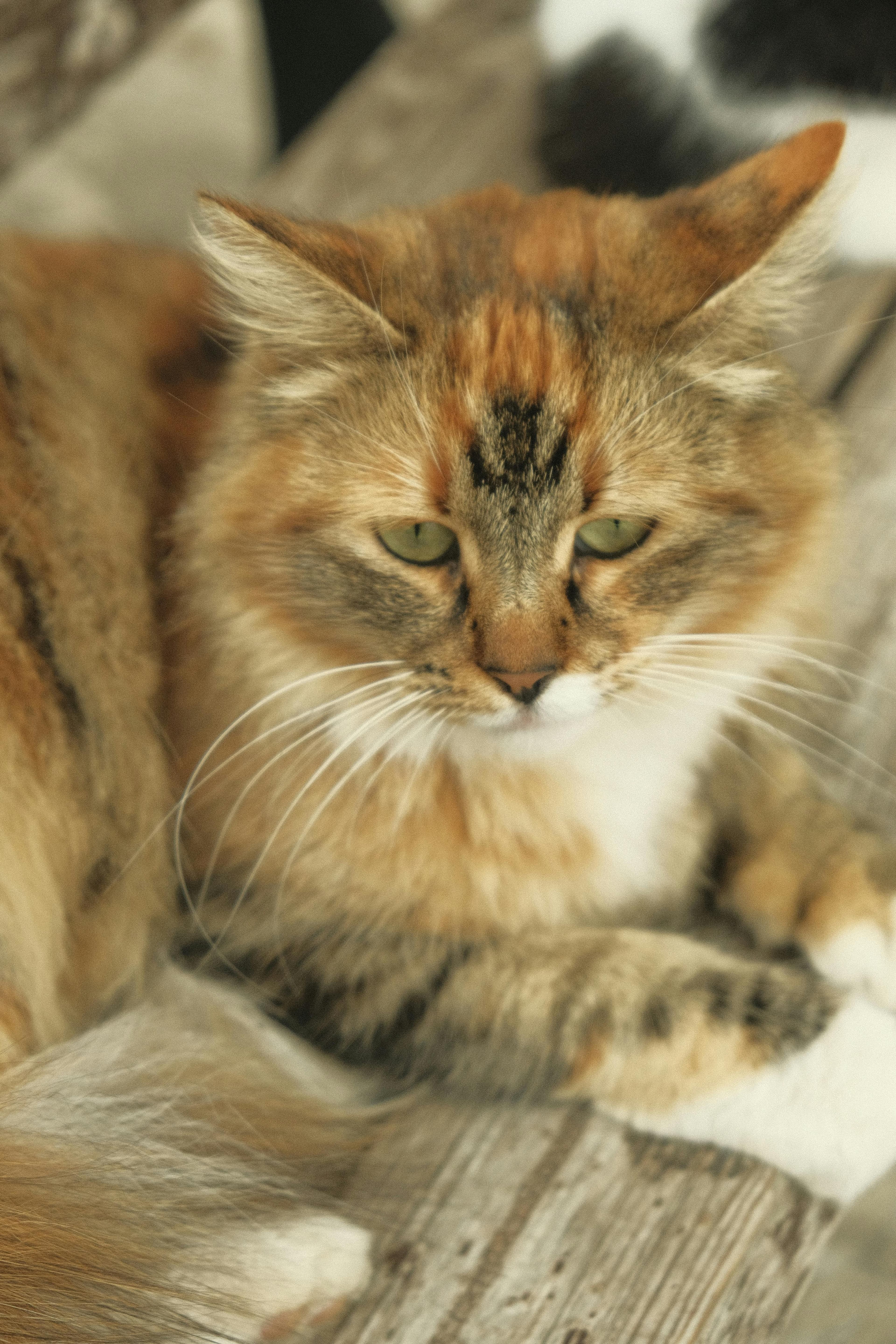 Catestant