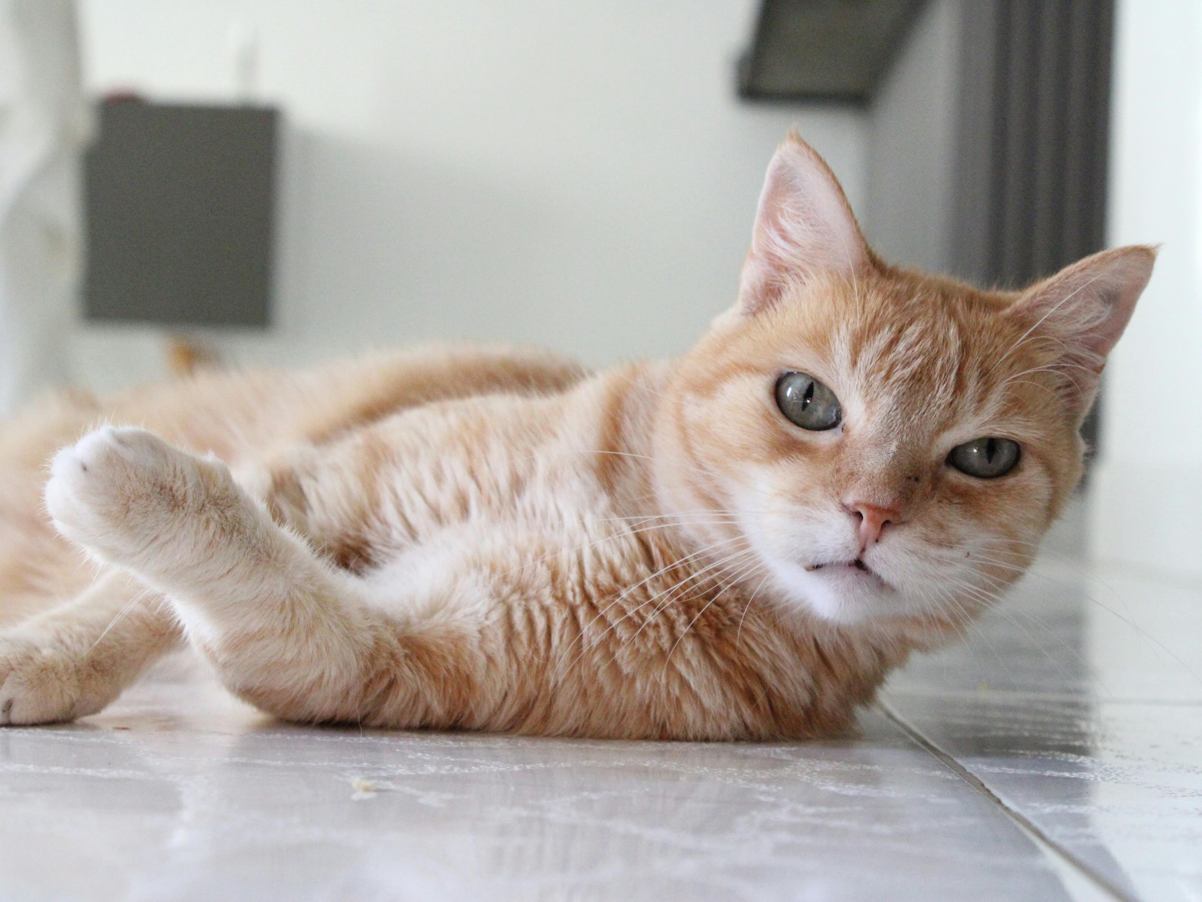 Catestant