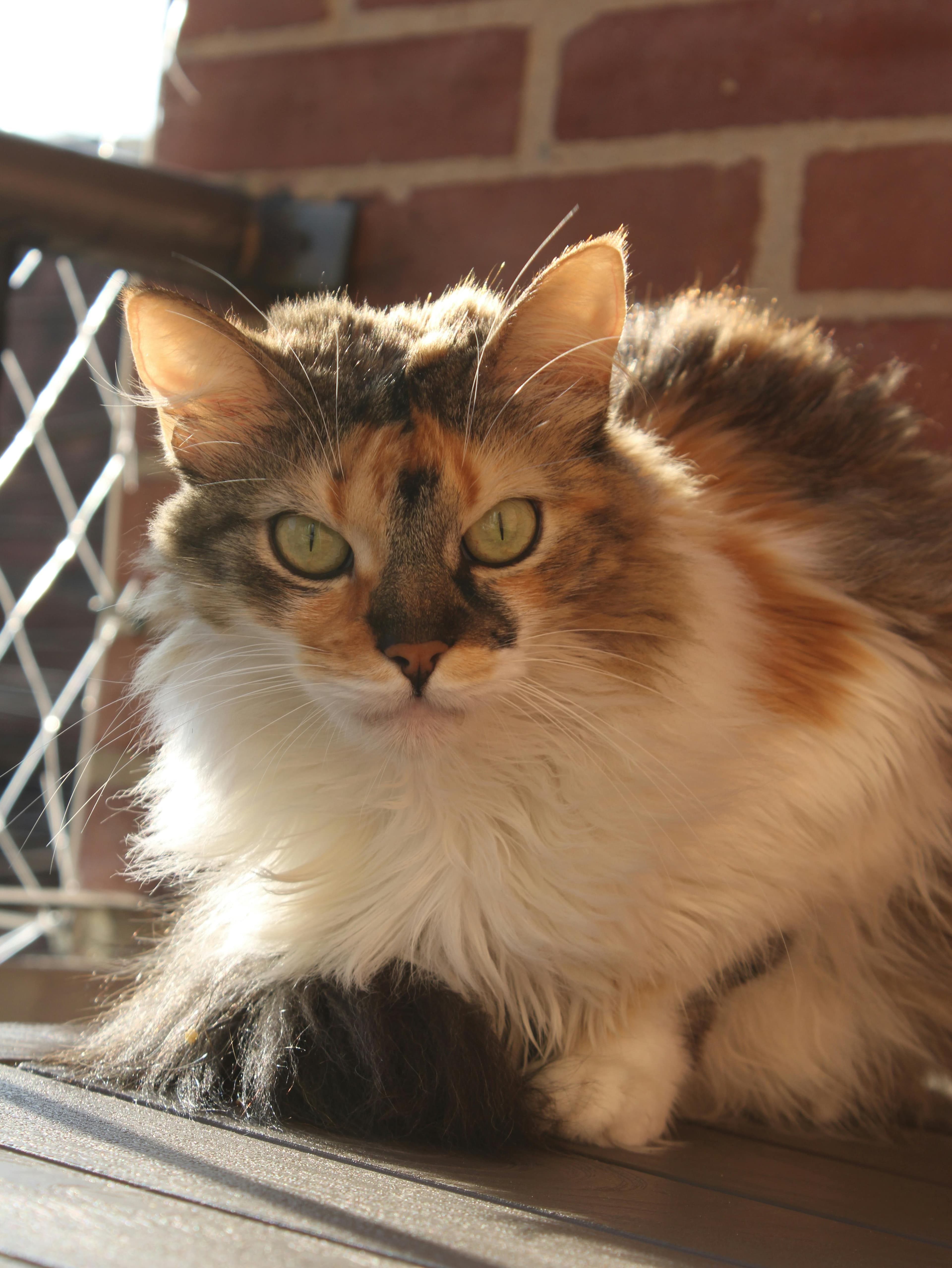 Catestant
