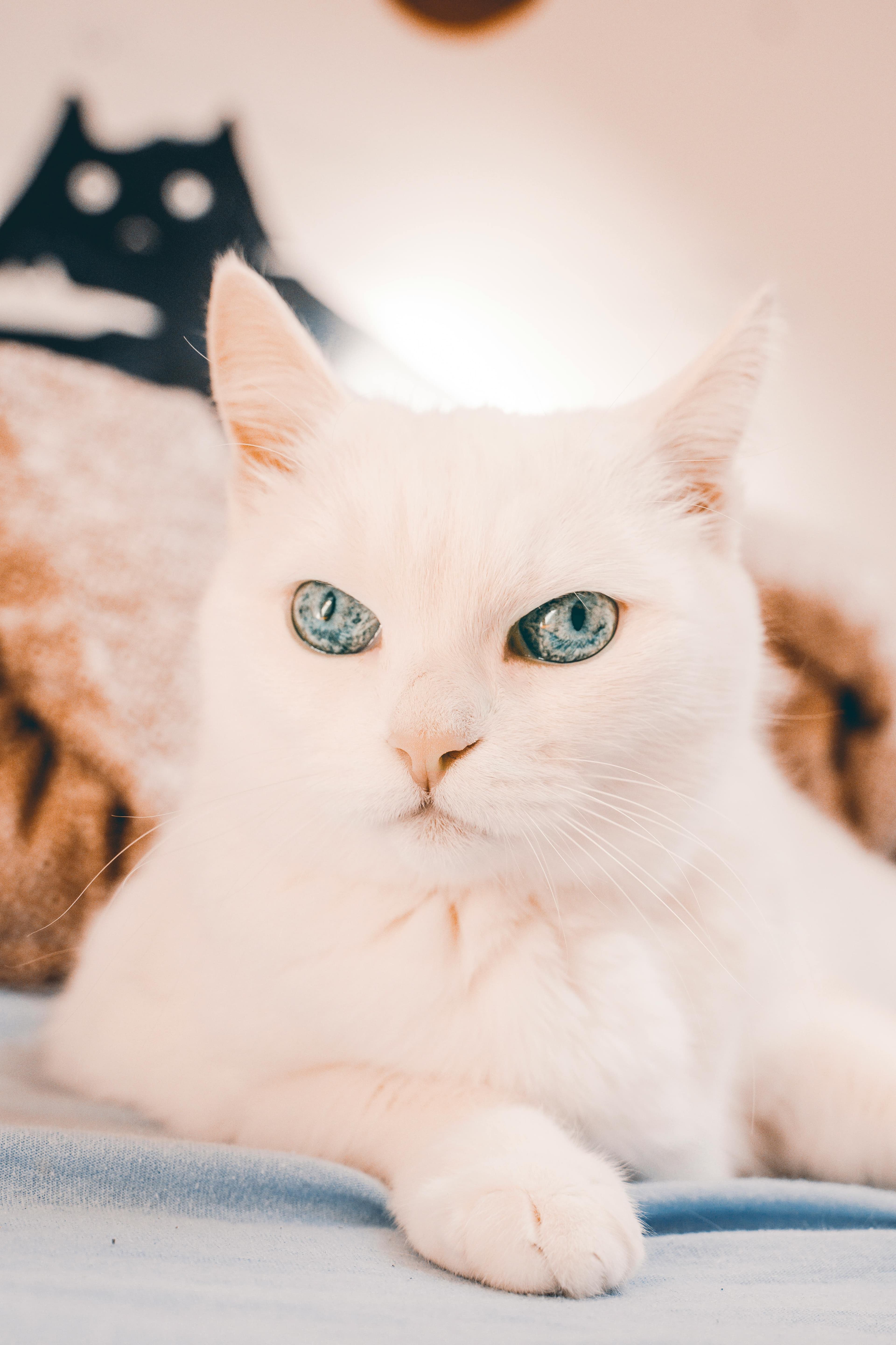 Catestant