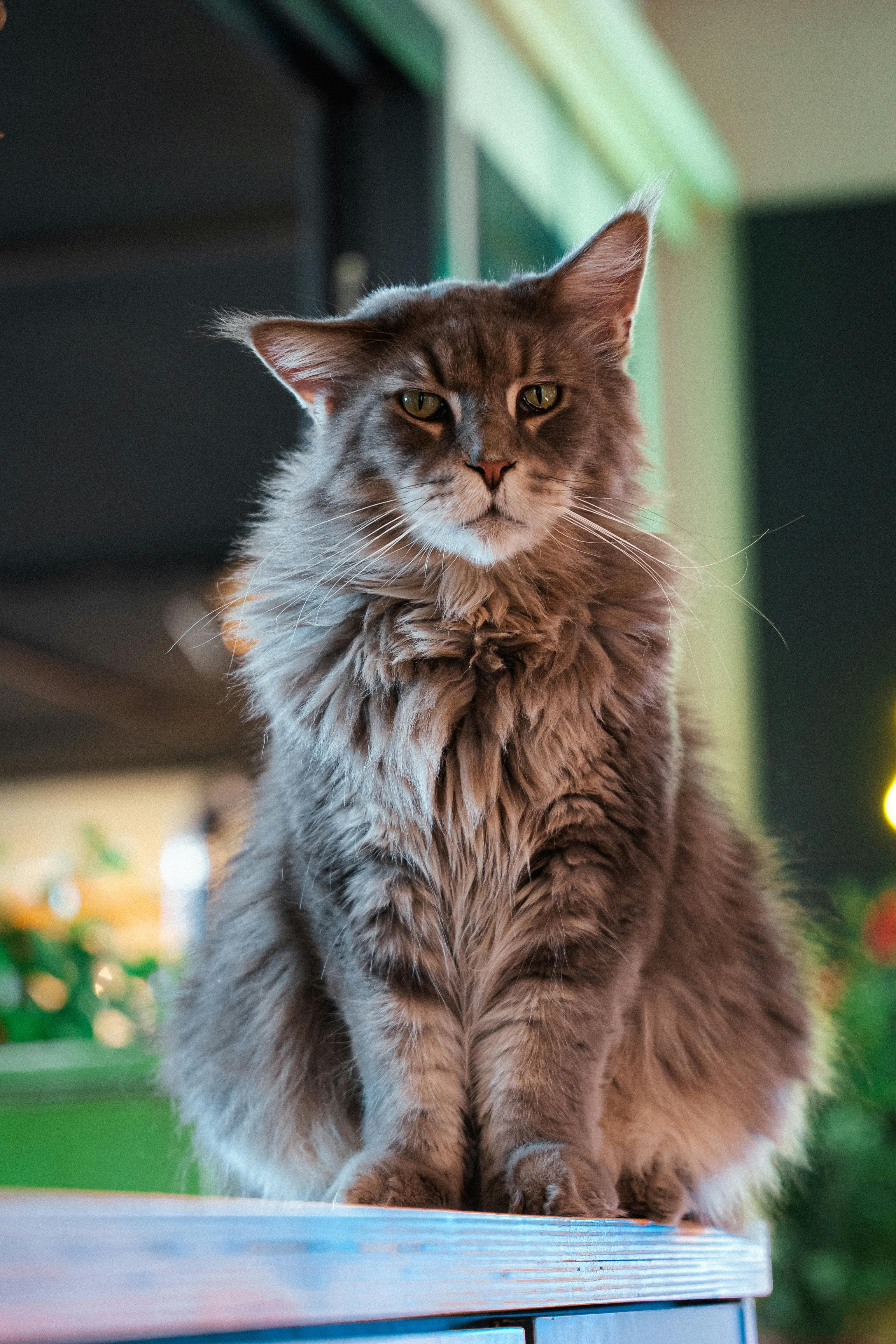 Catestant
