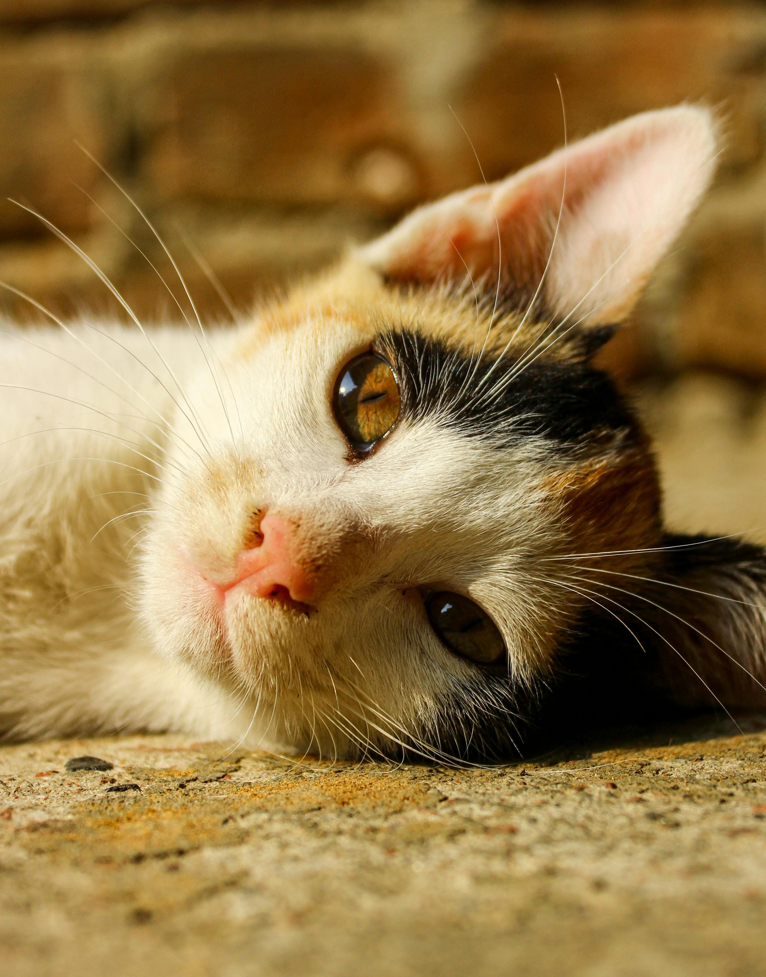 Catestant