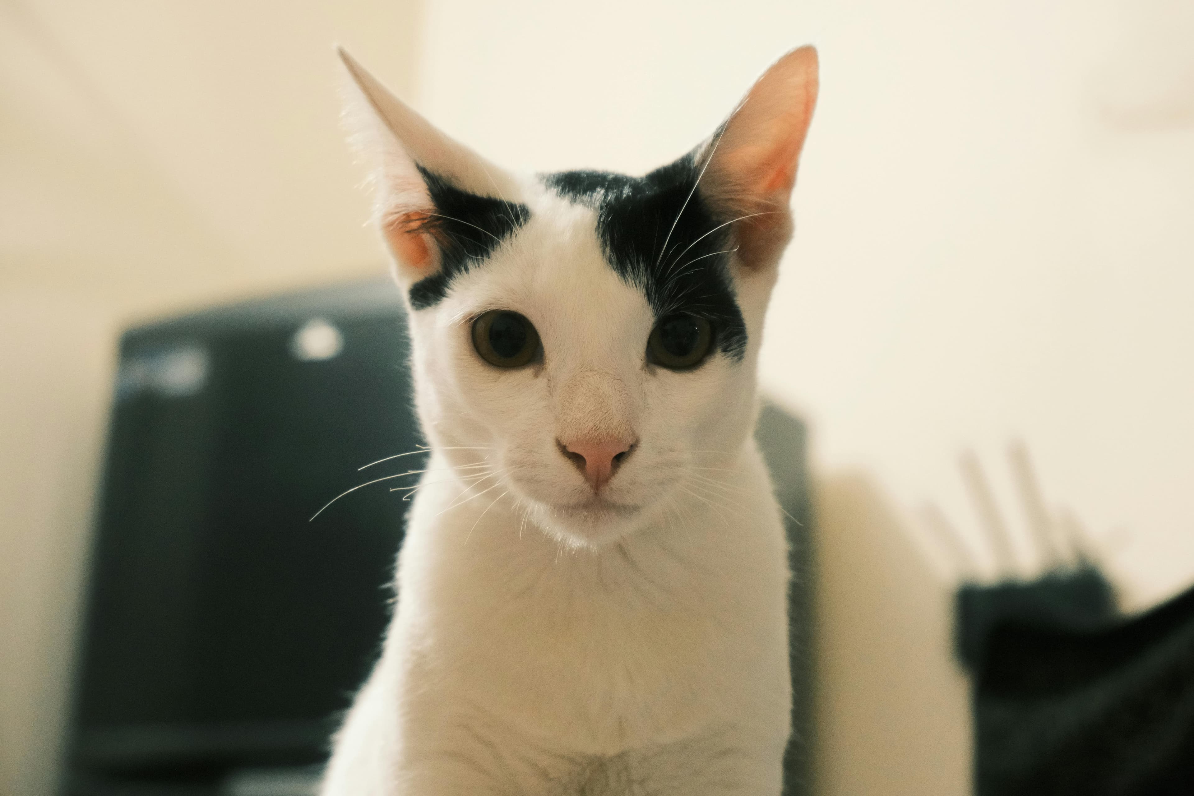 Catestant