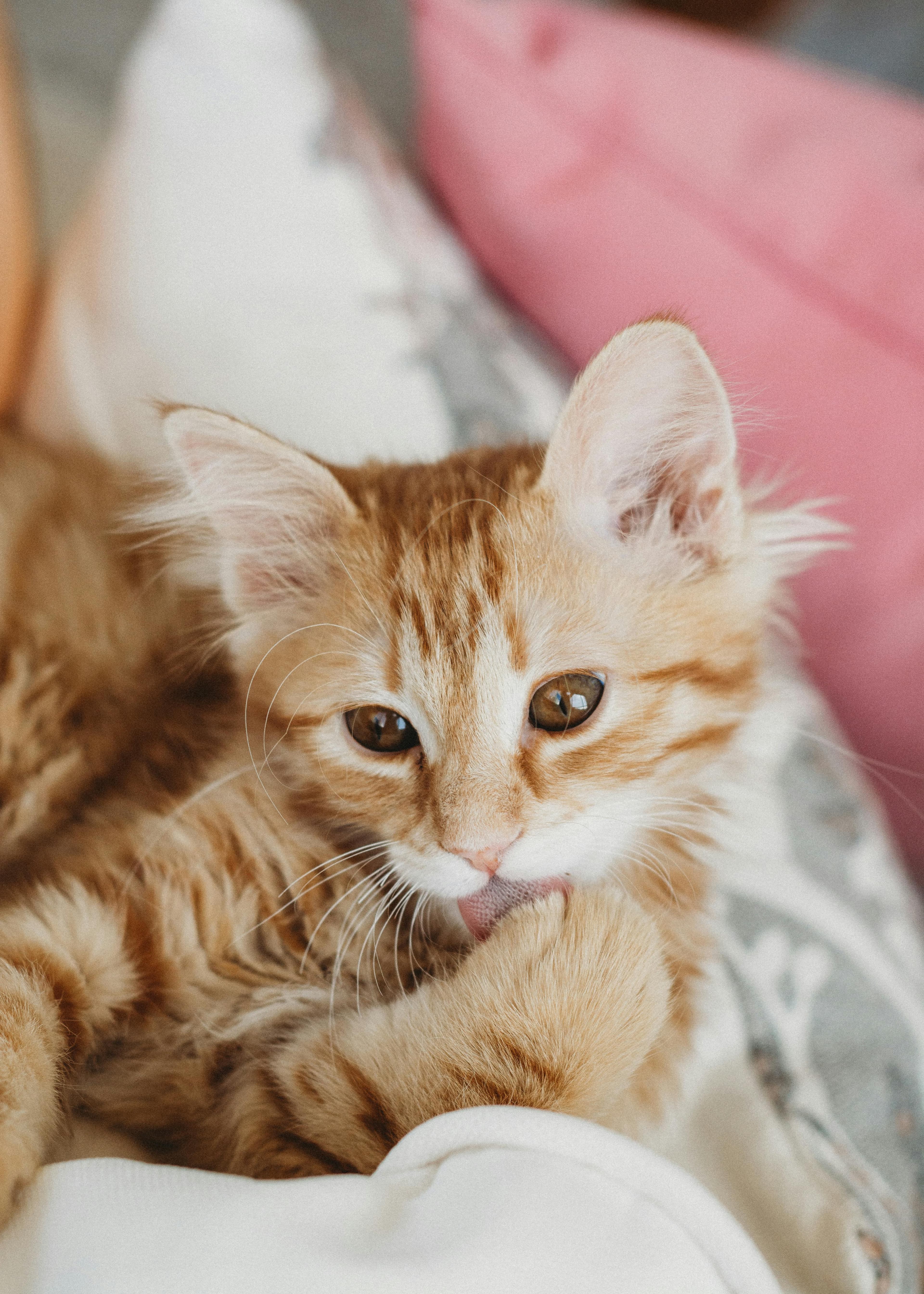 Catestant