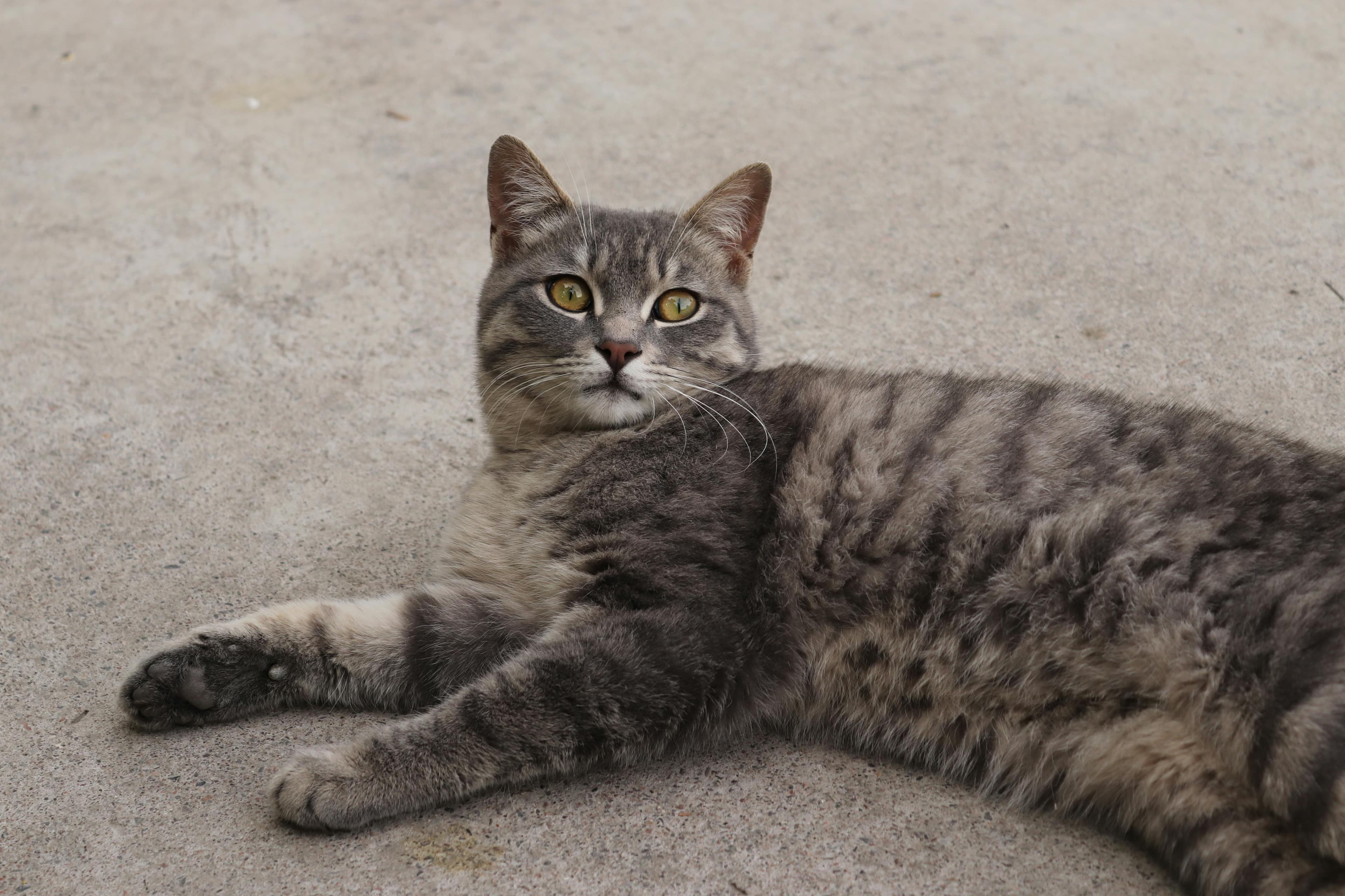 Catestant