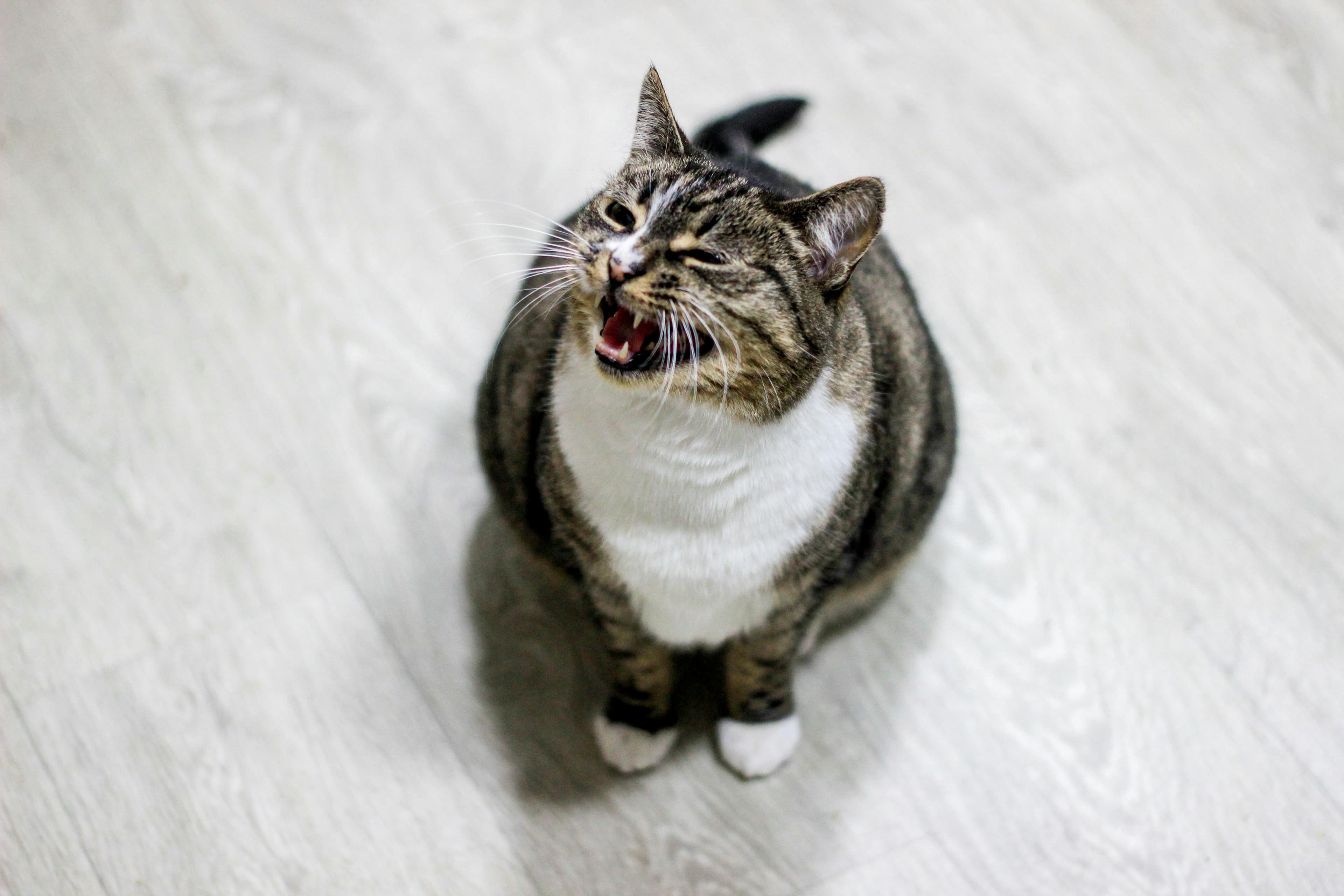 Catestant