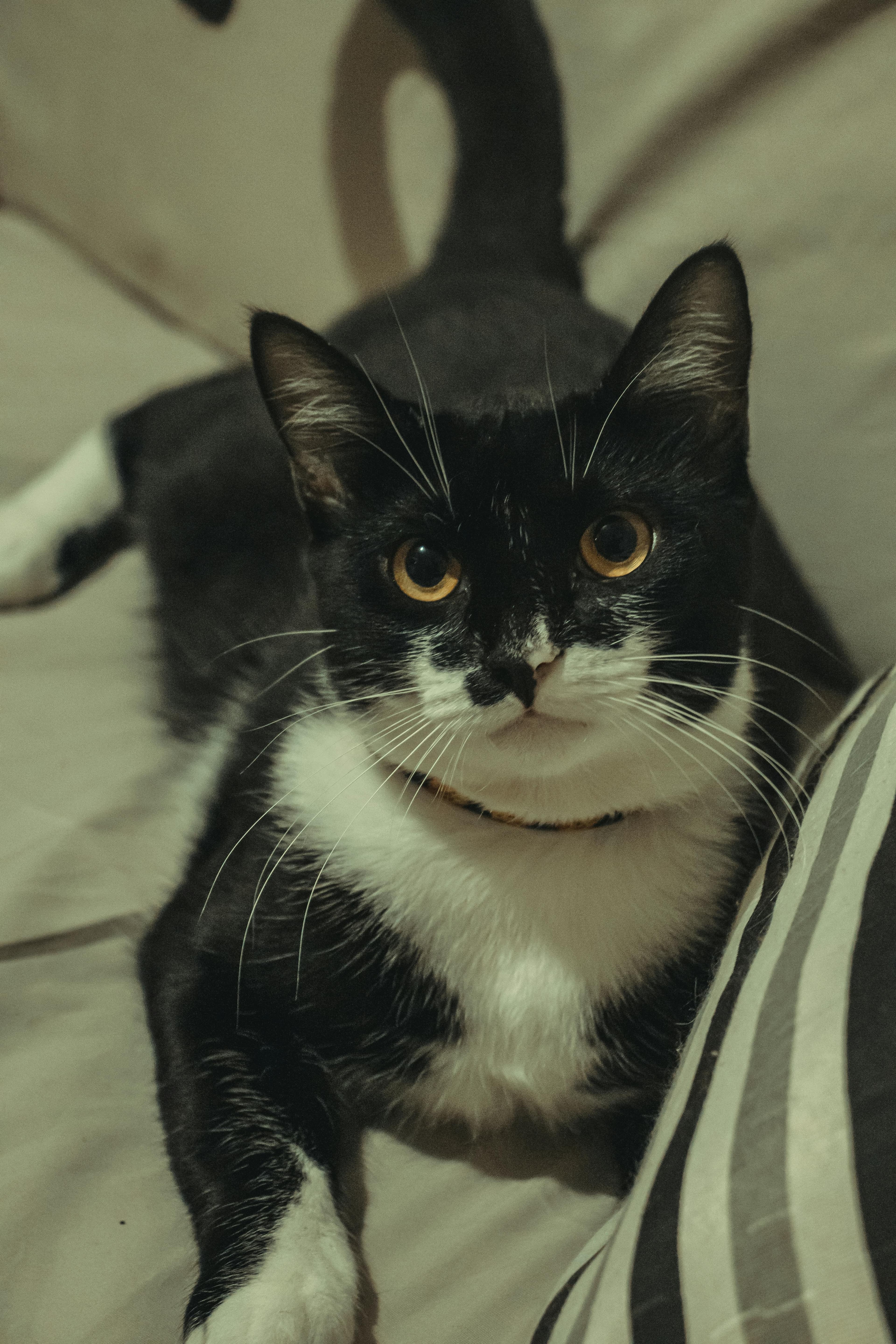 Catestant