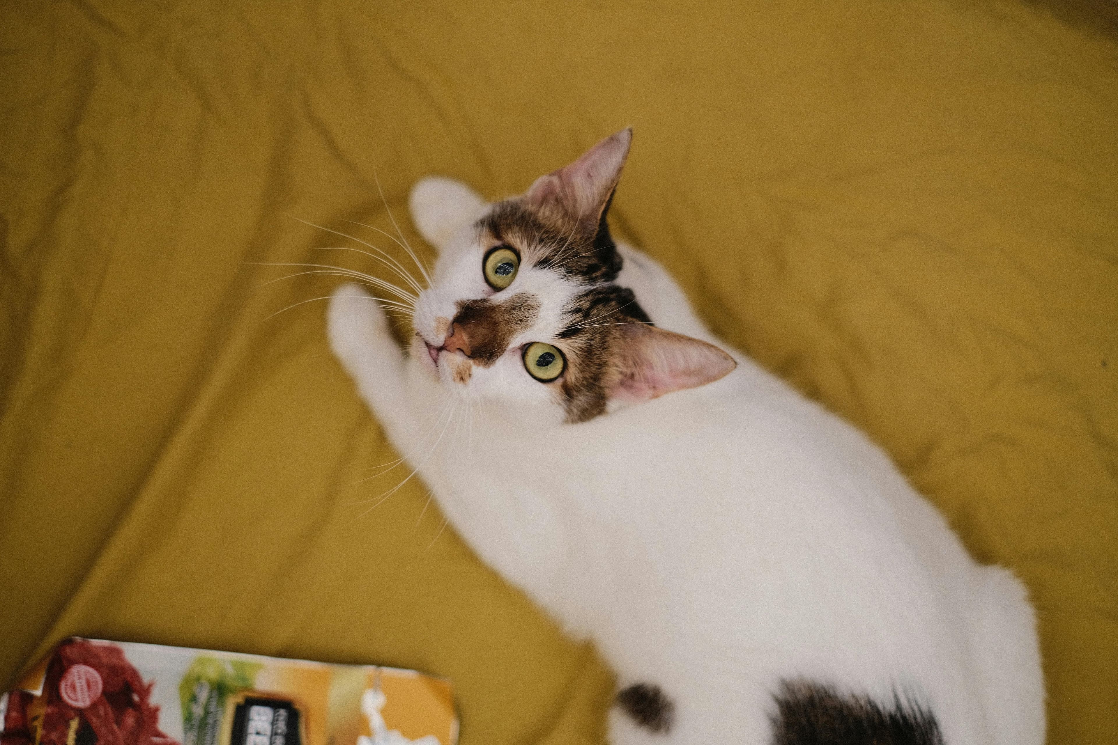 Catestant