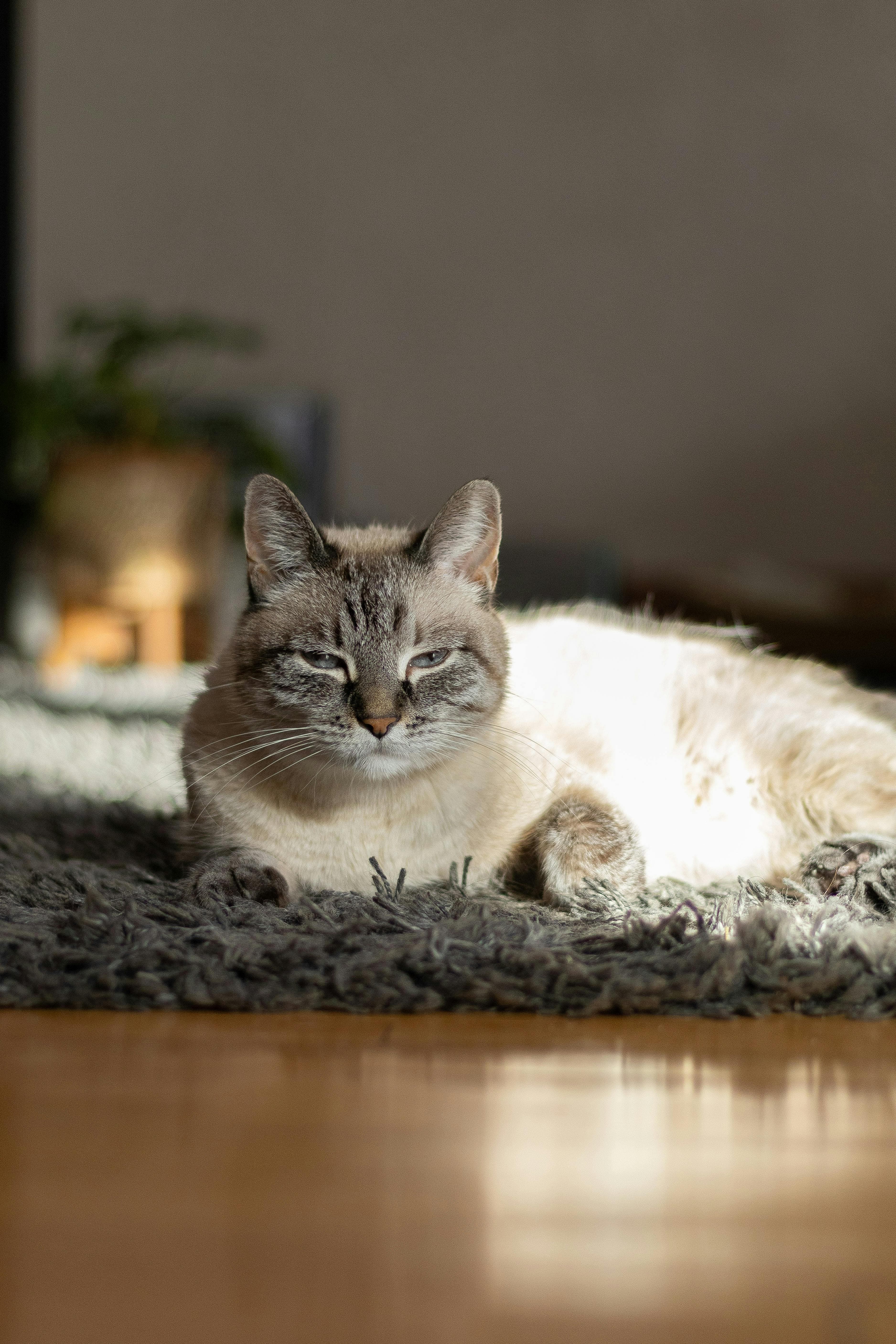 Catestant