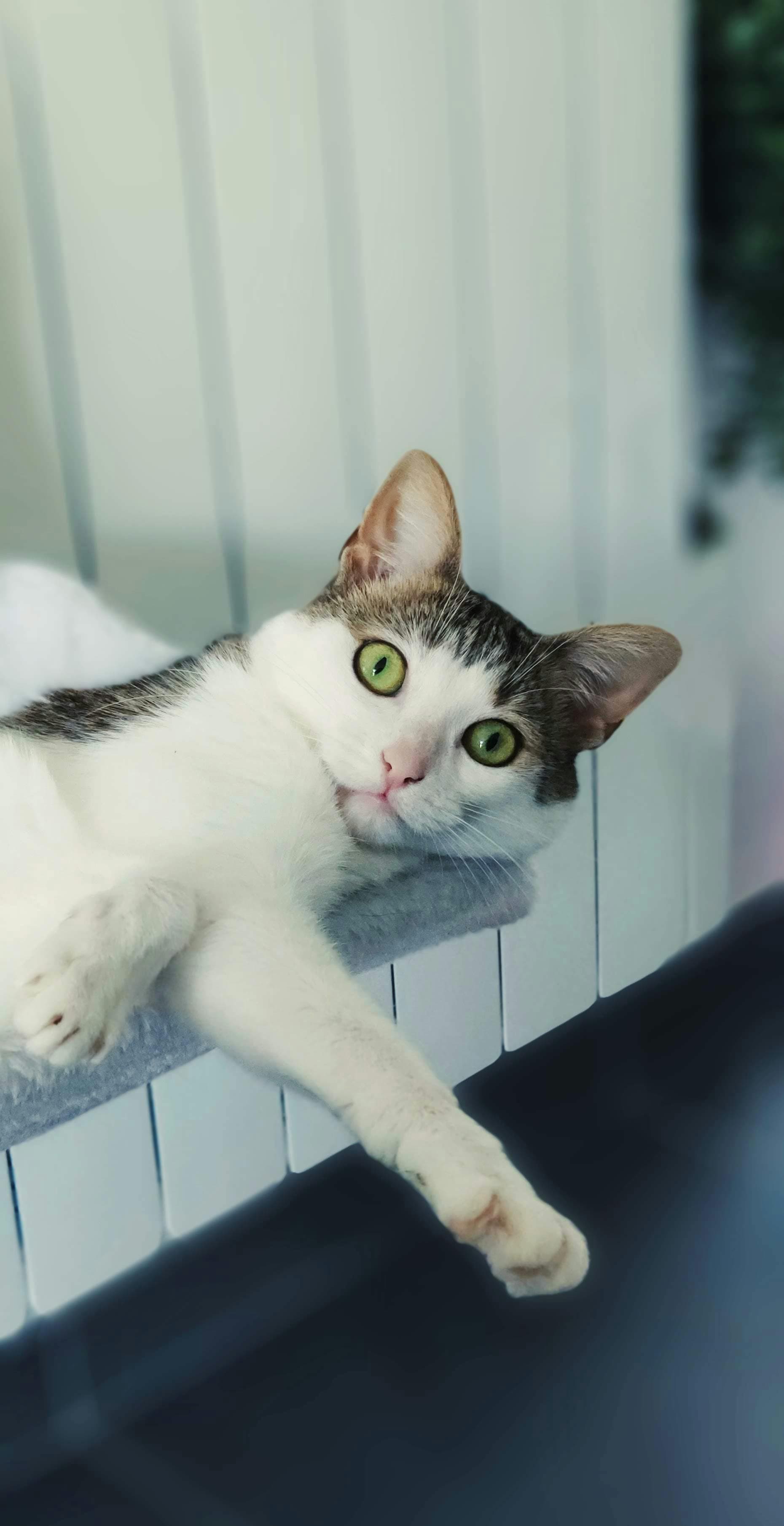 Catestant
