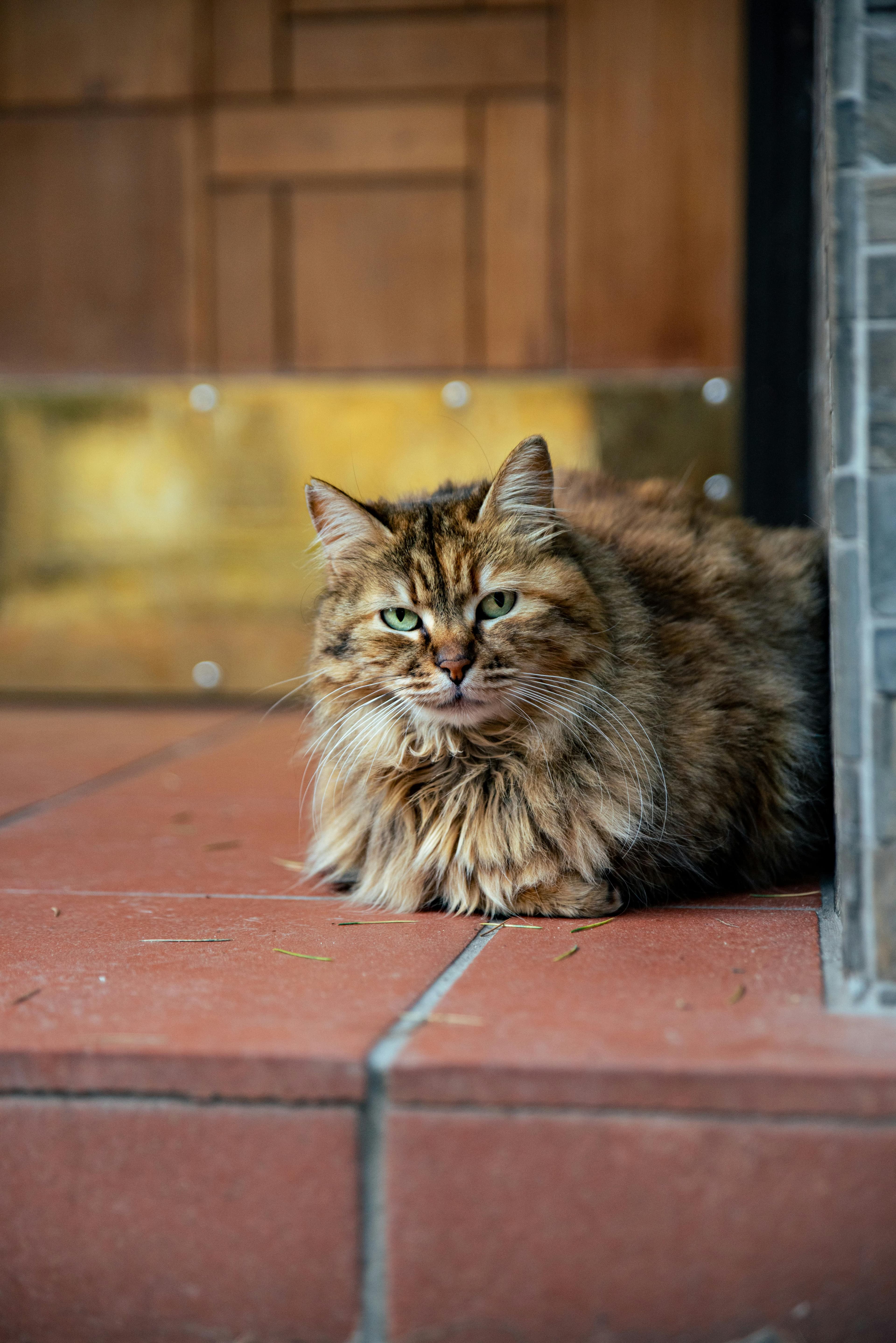 Catestant