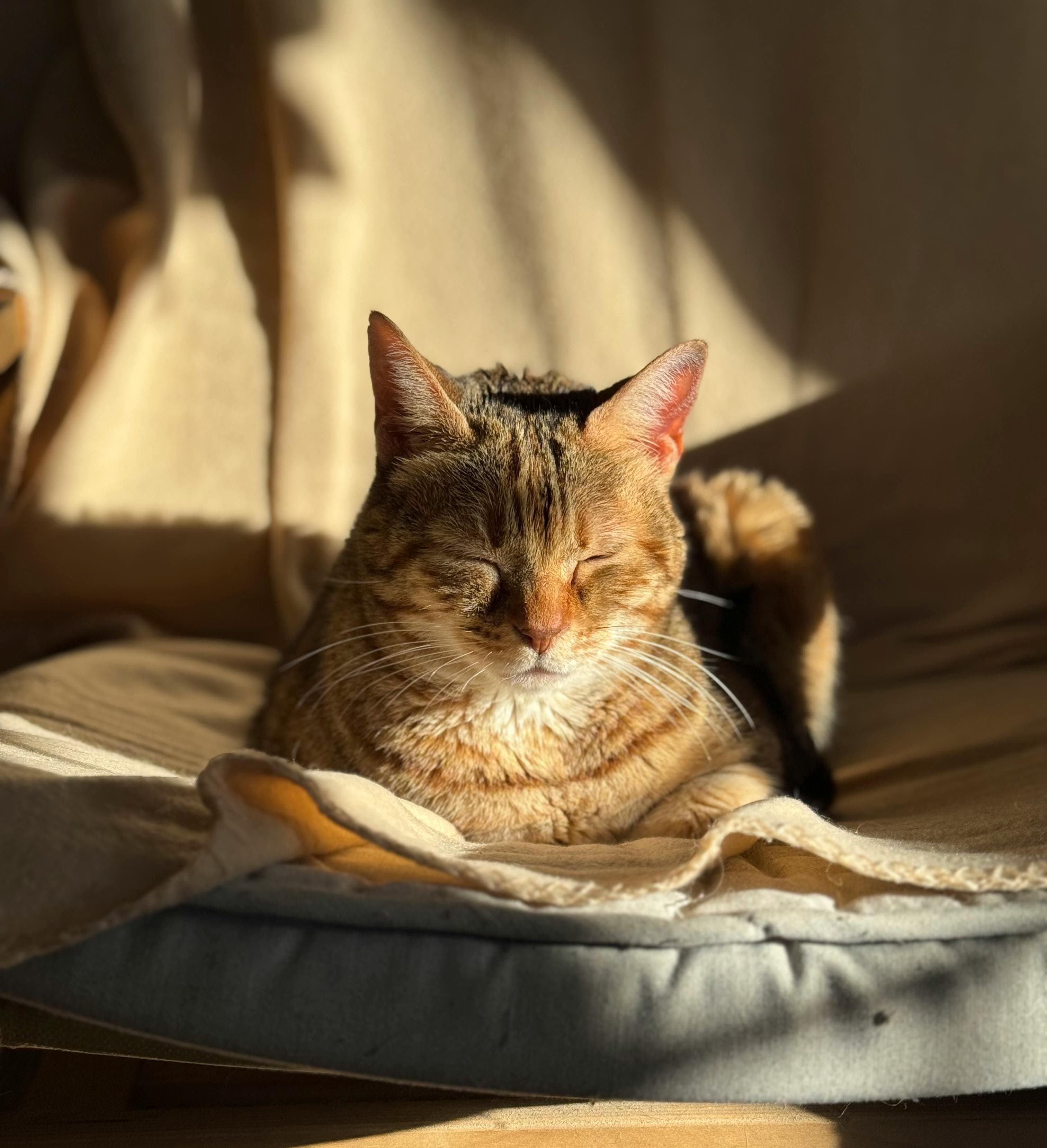 Catestant