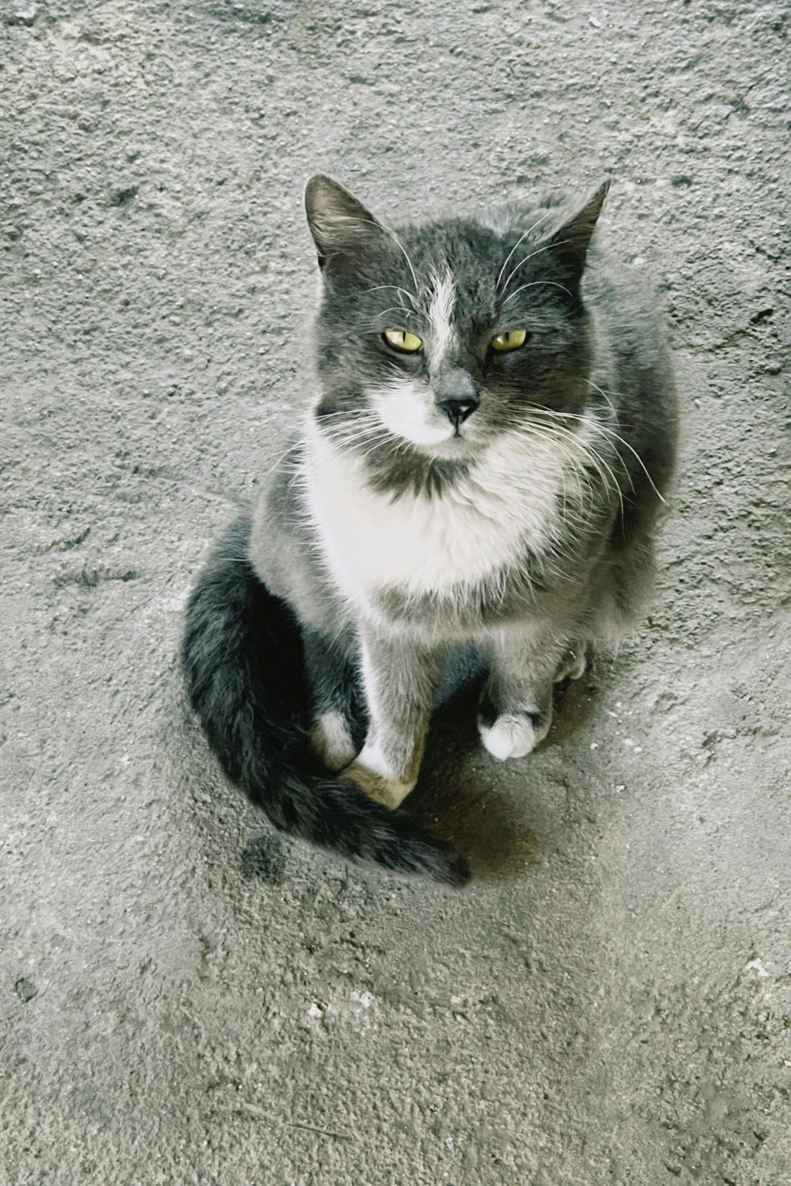 Catestant