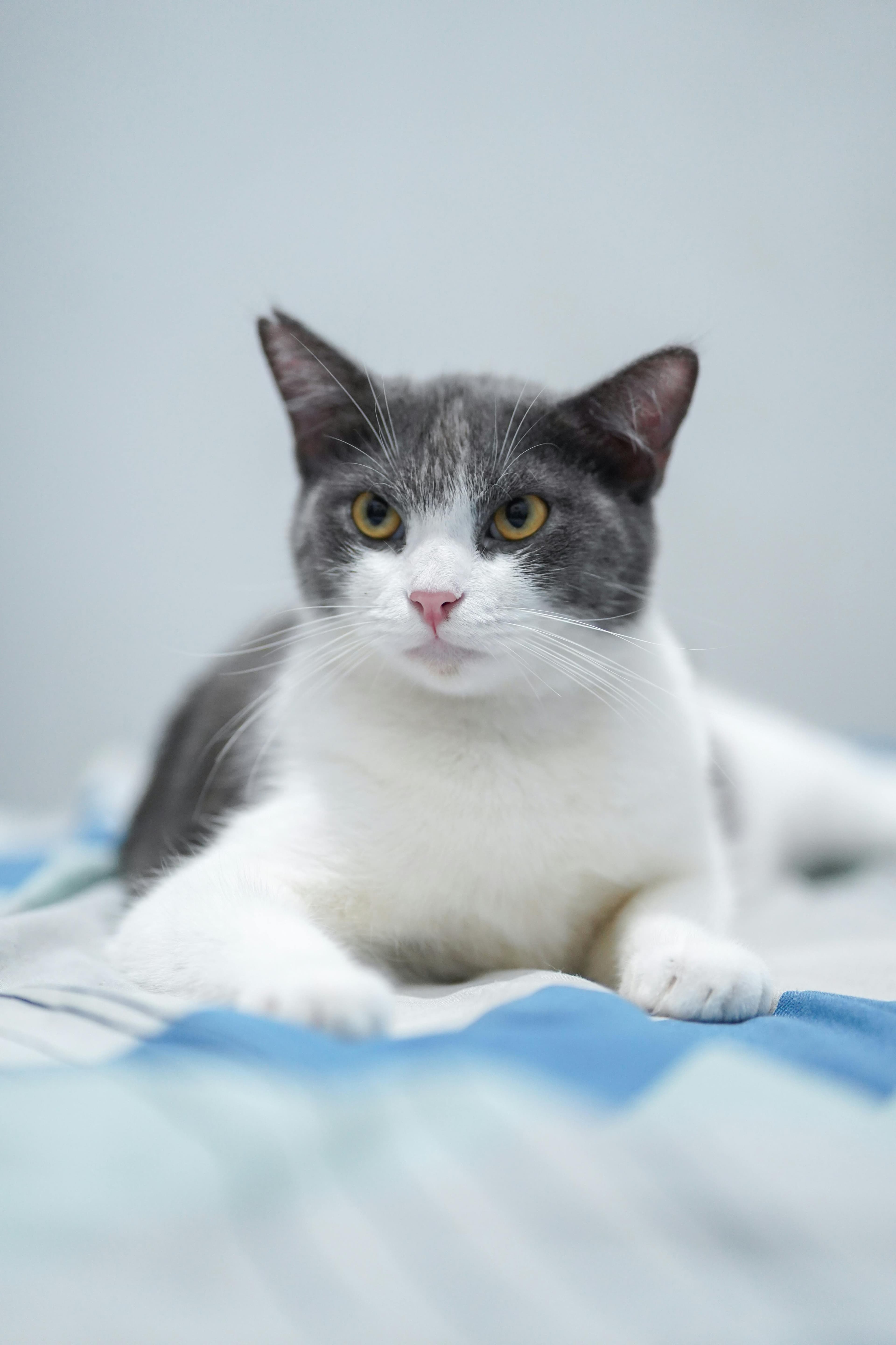Catestant