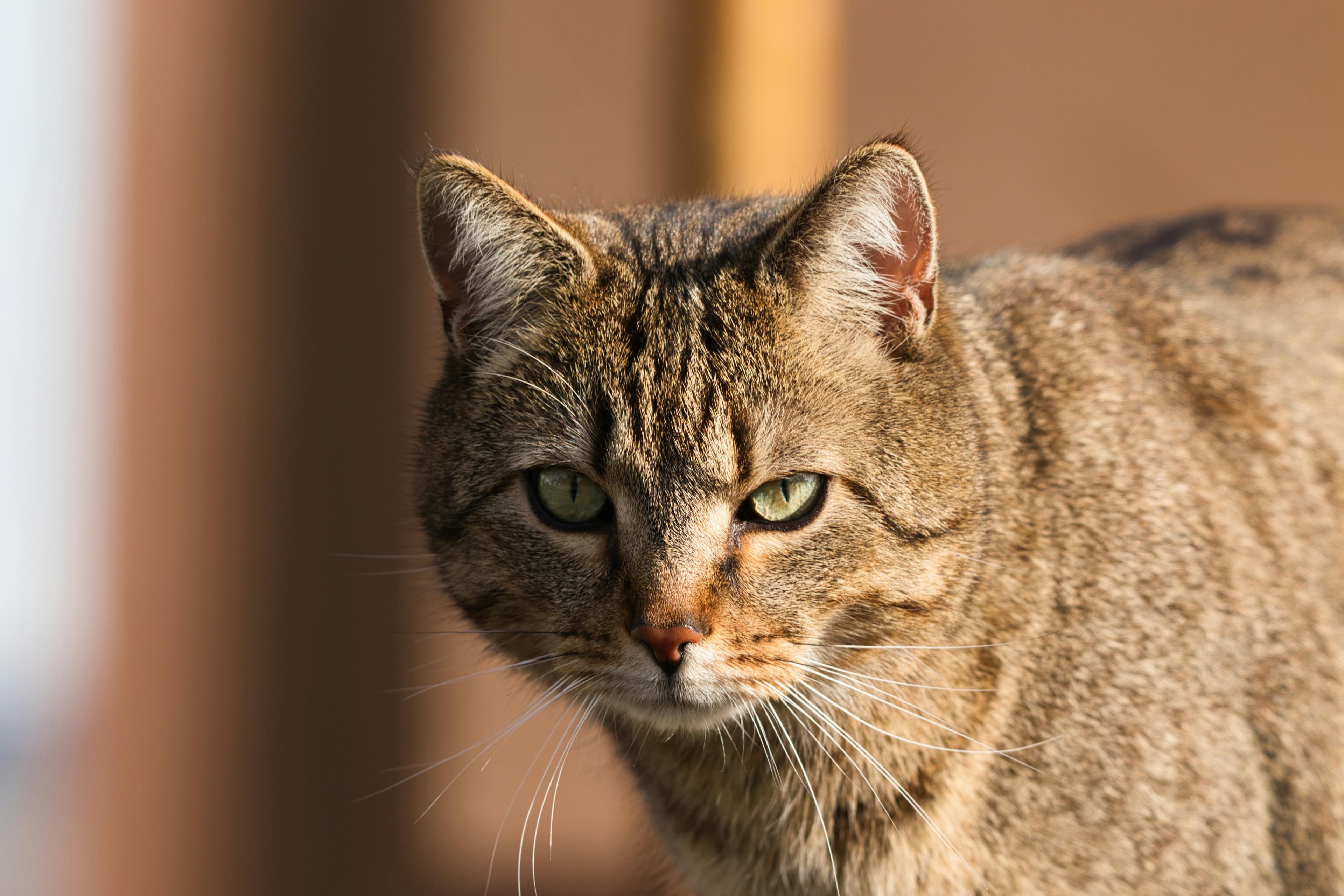 Catestant