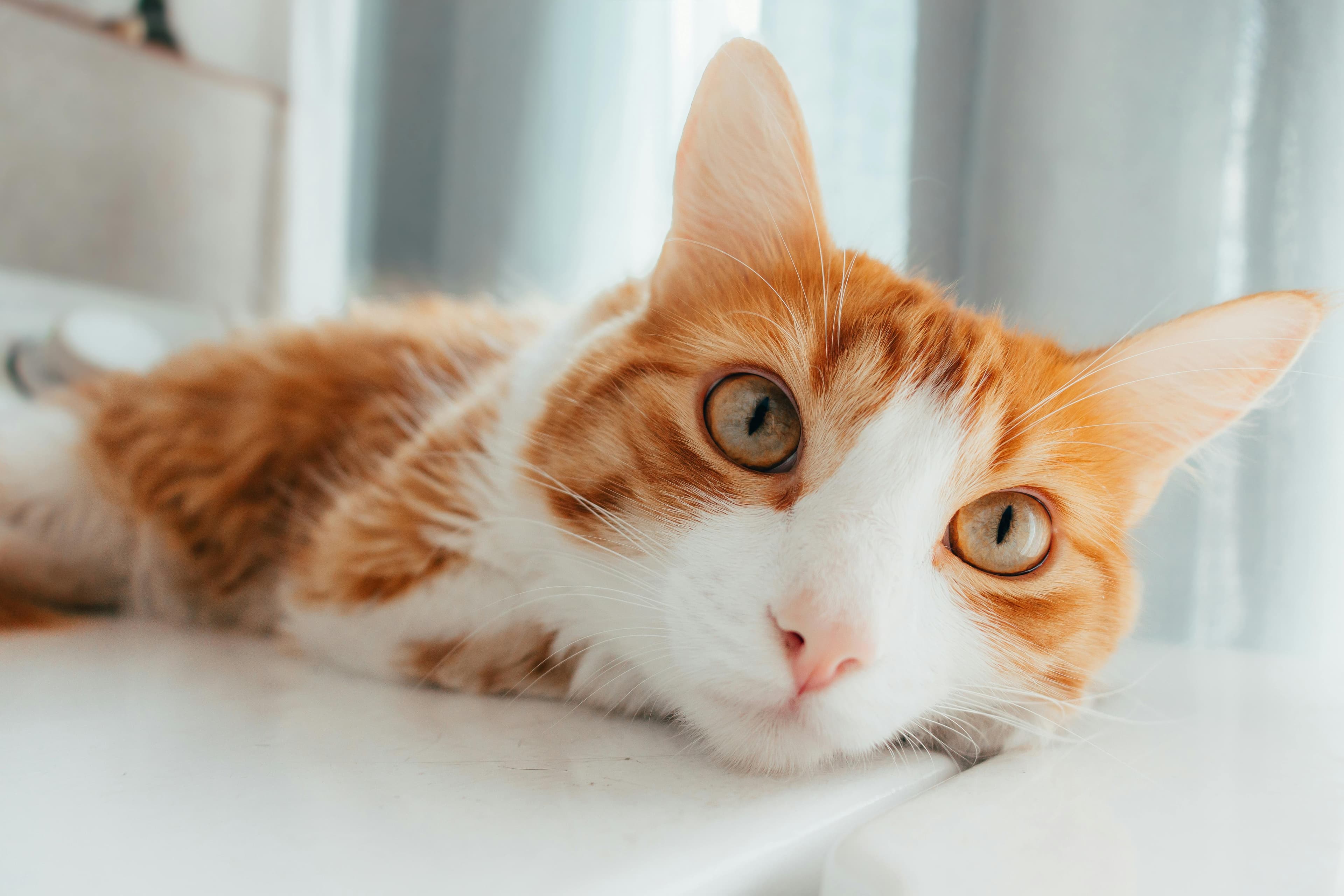 Catestant