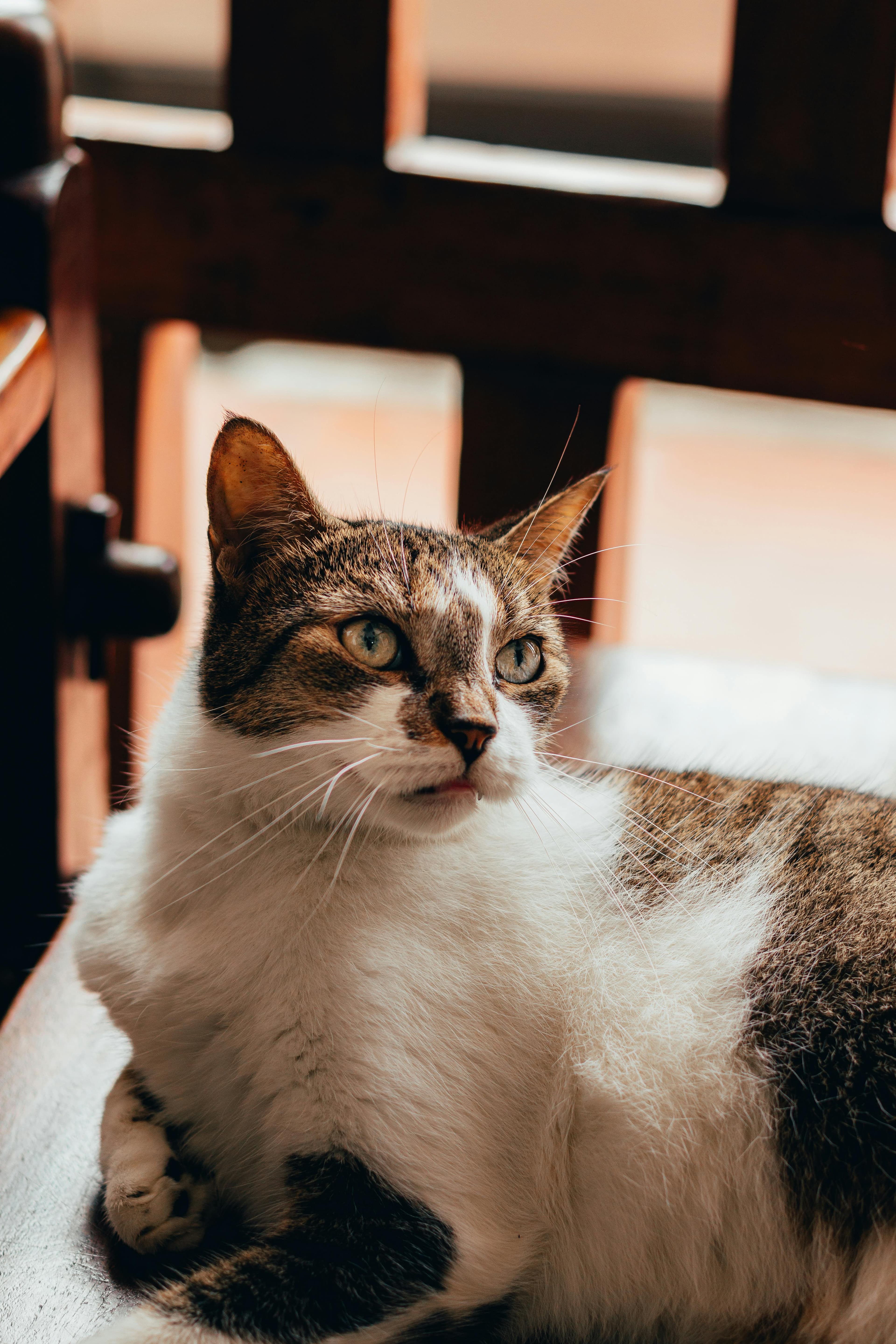 Catestant