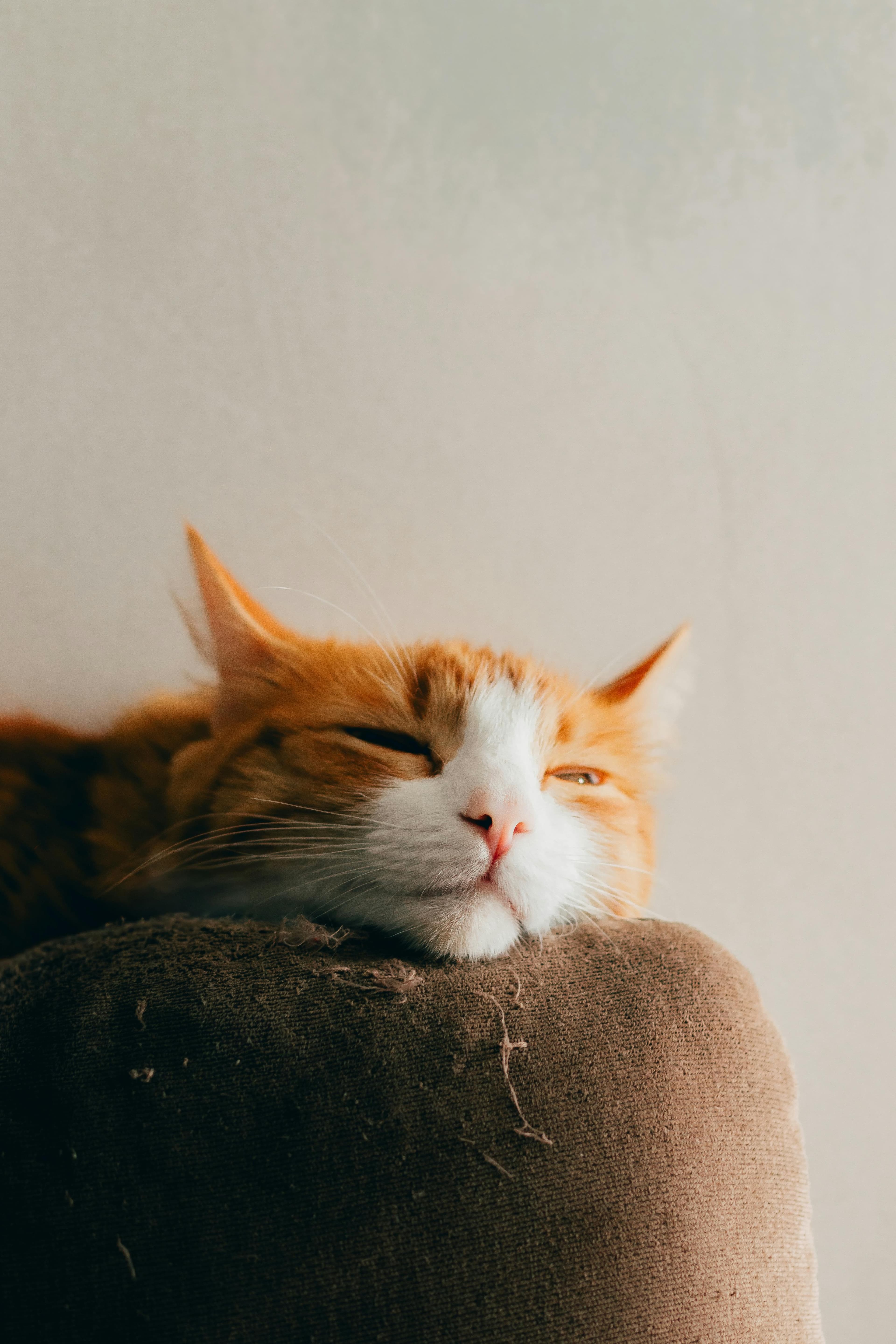 Catestant