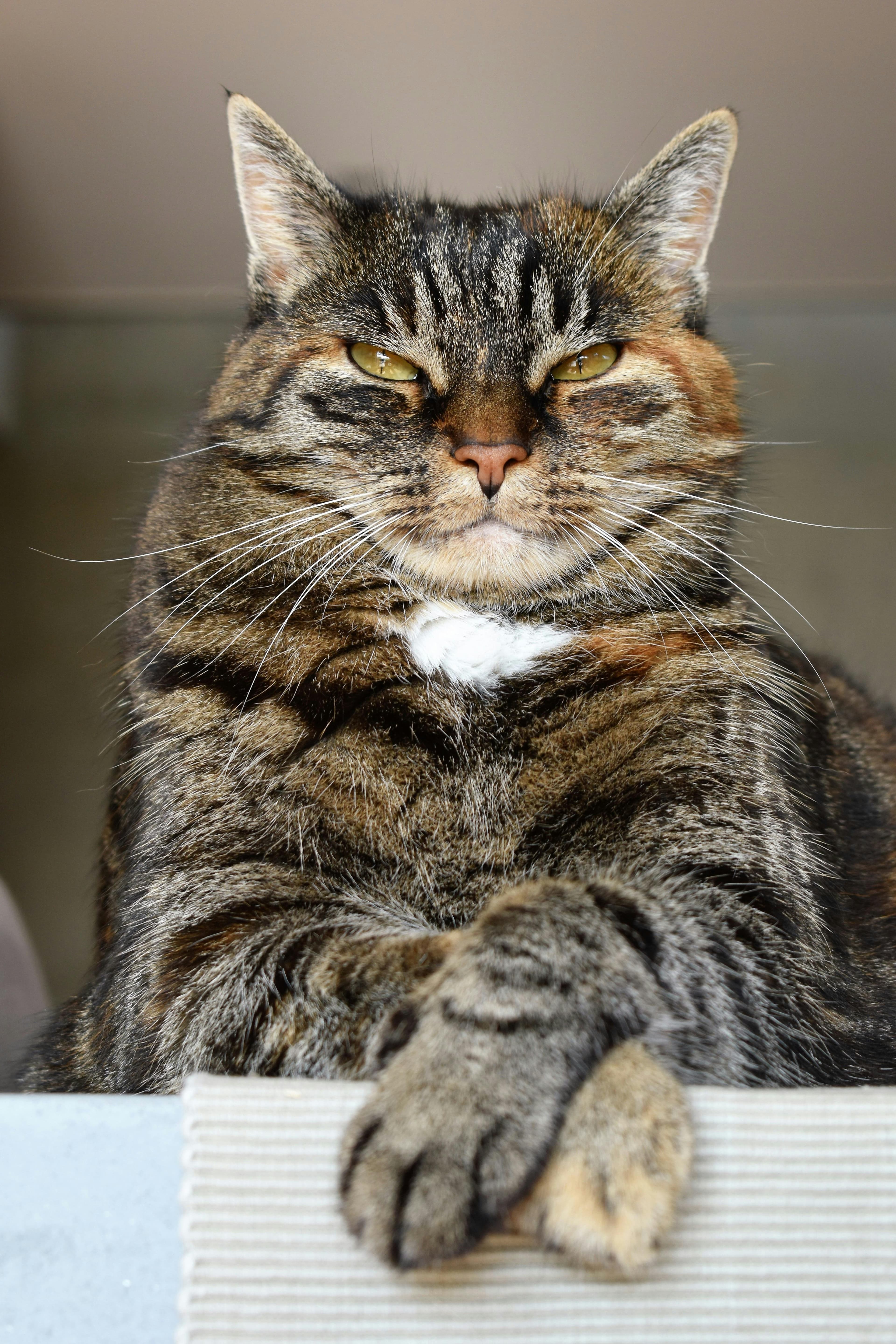 Catestant