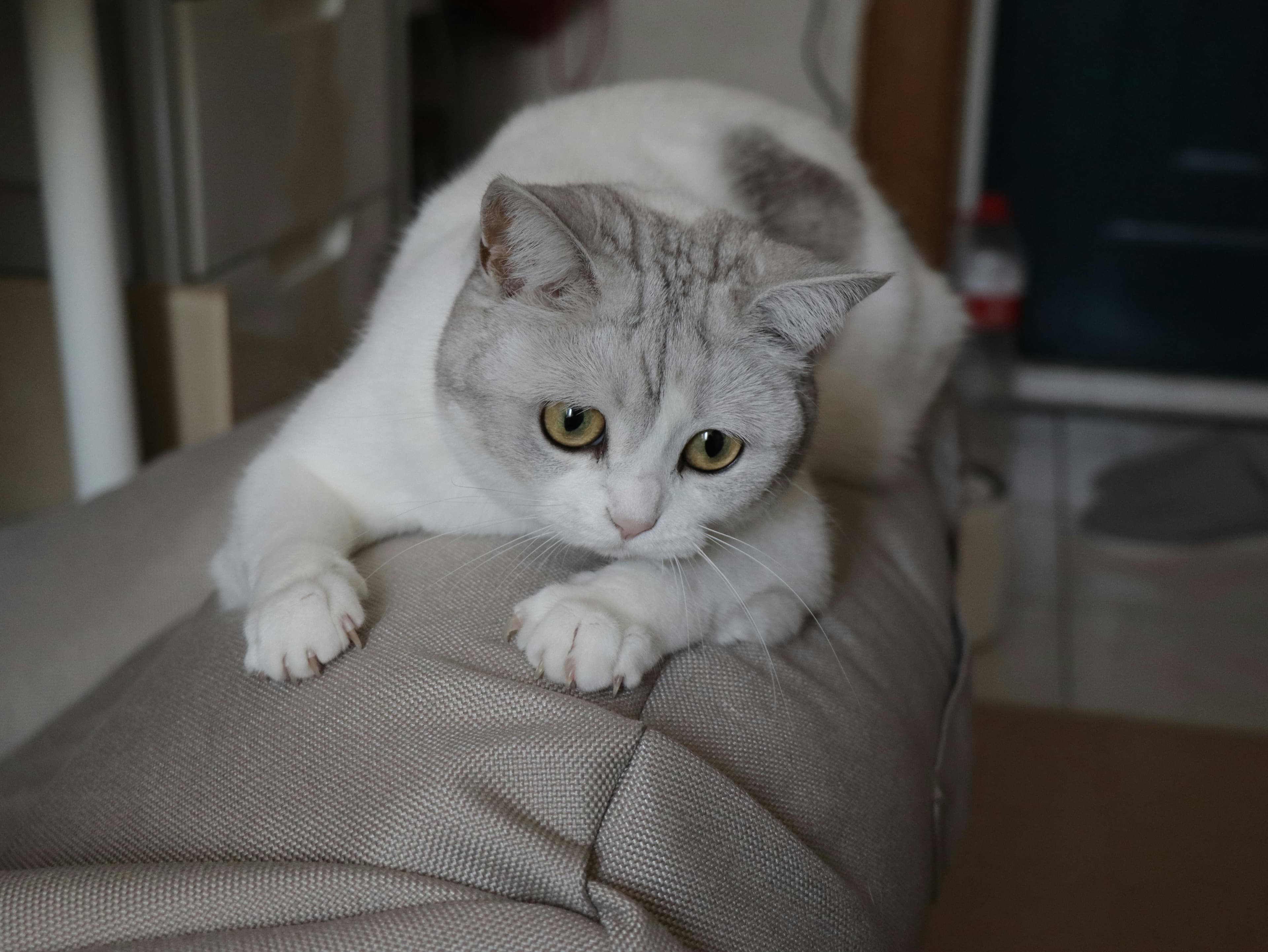 Catestant