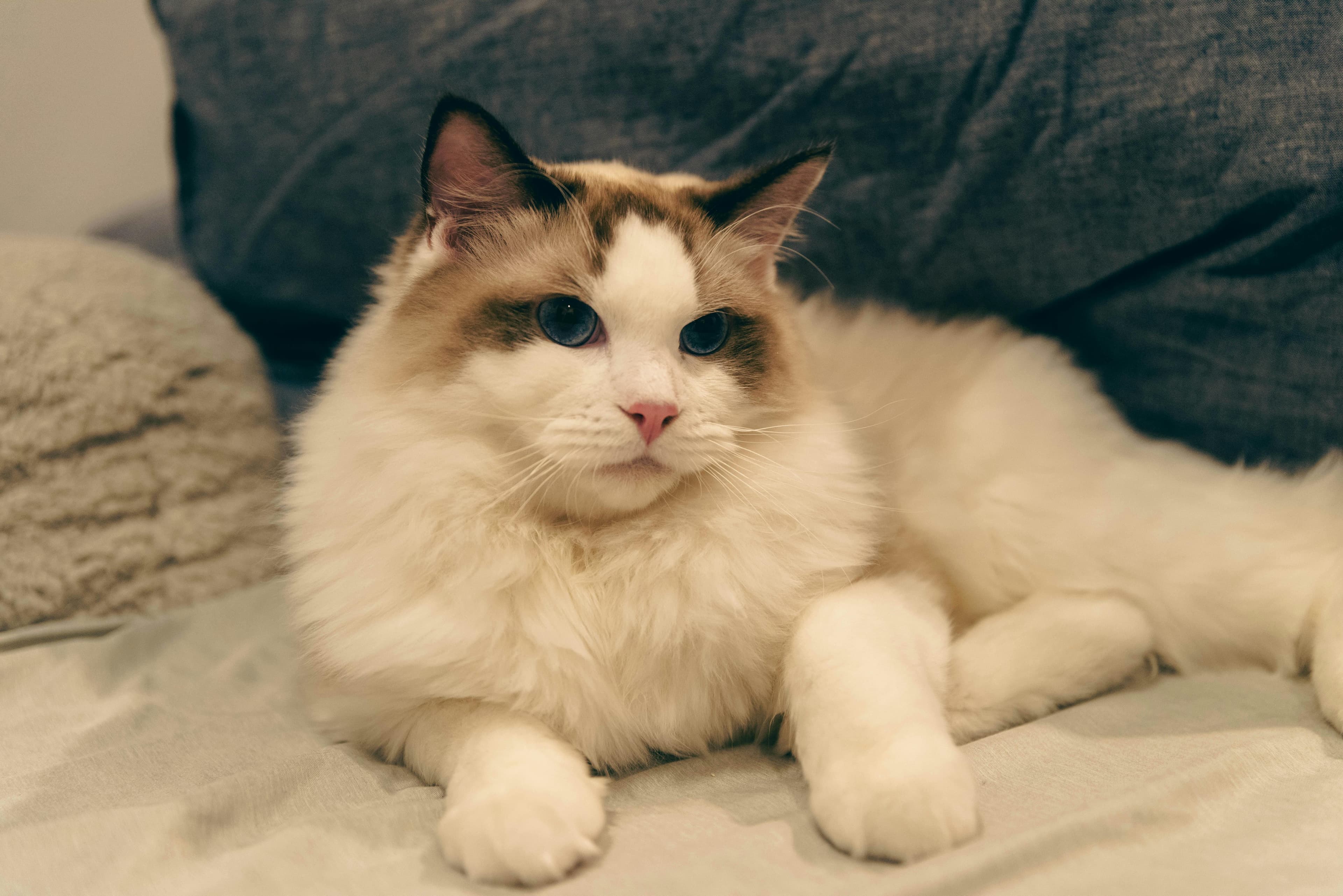 Catestant