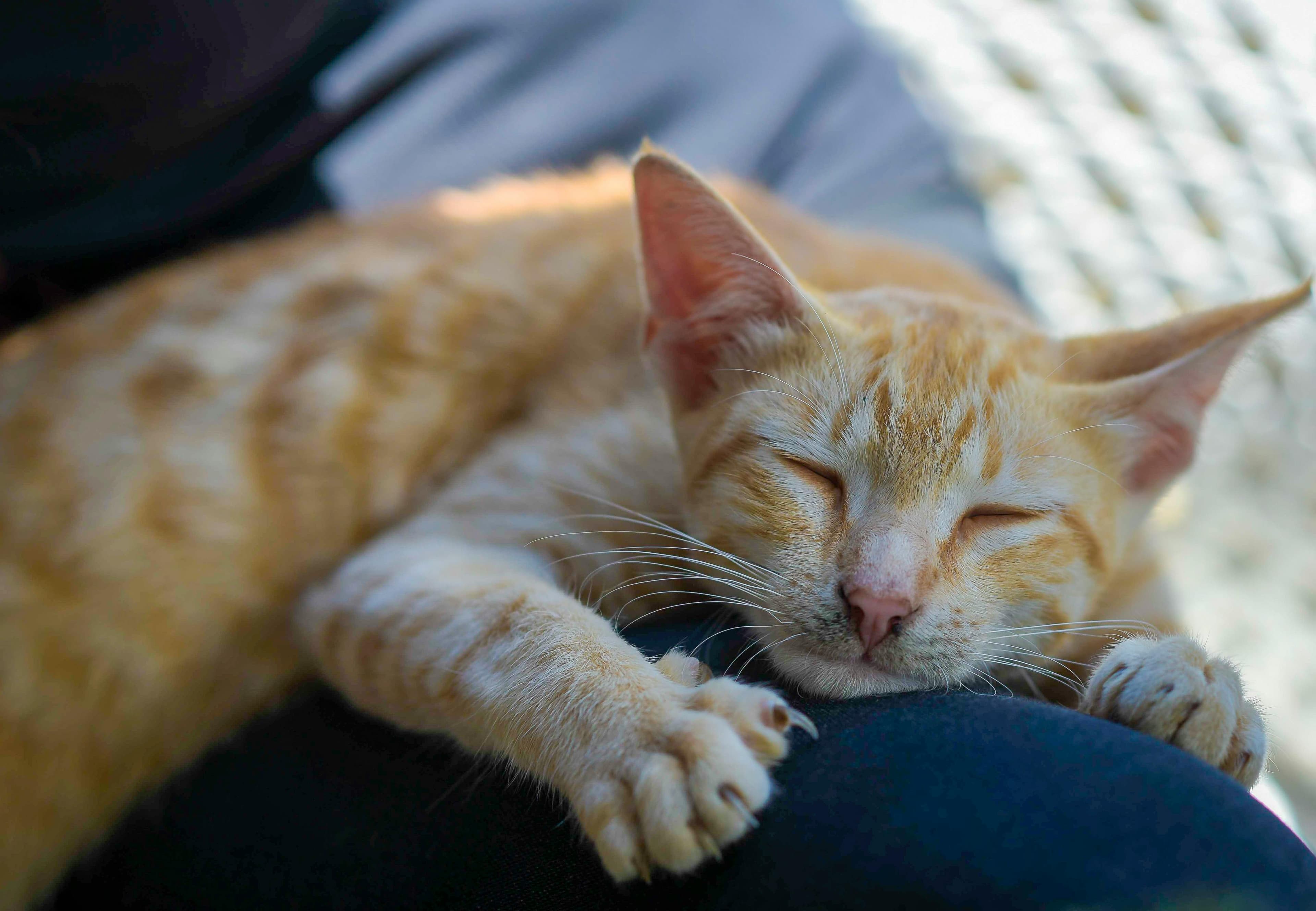 Catestant