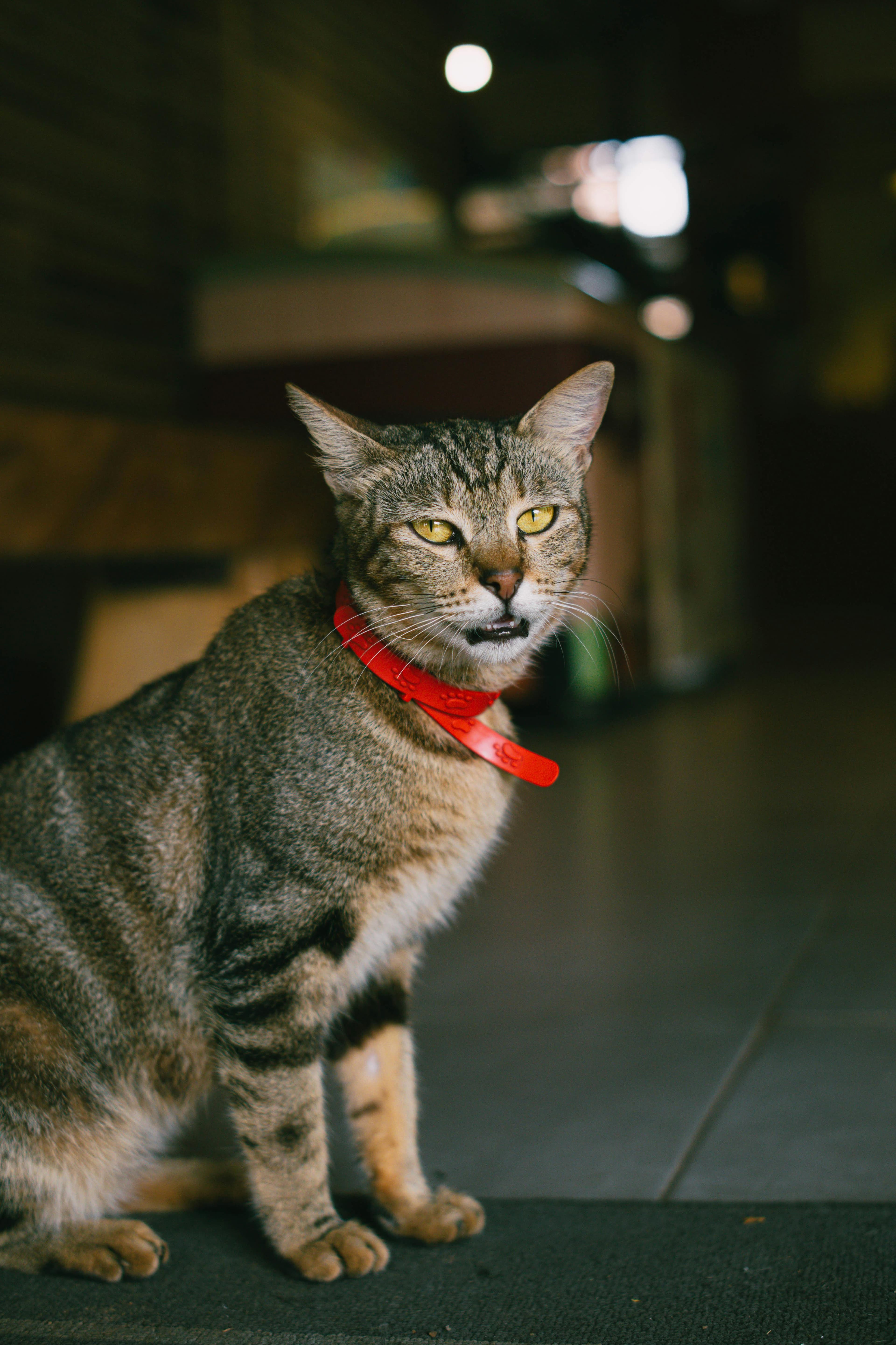 Catestant