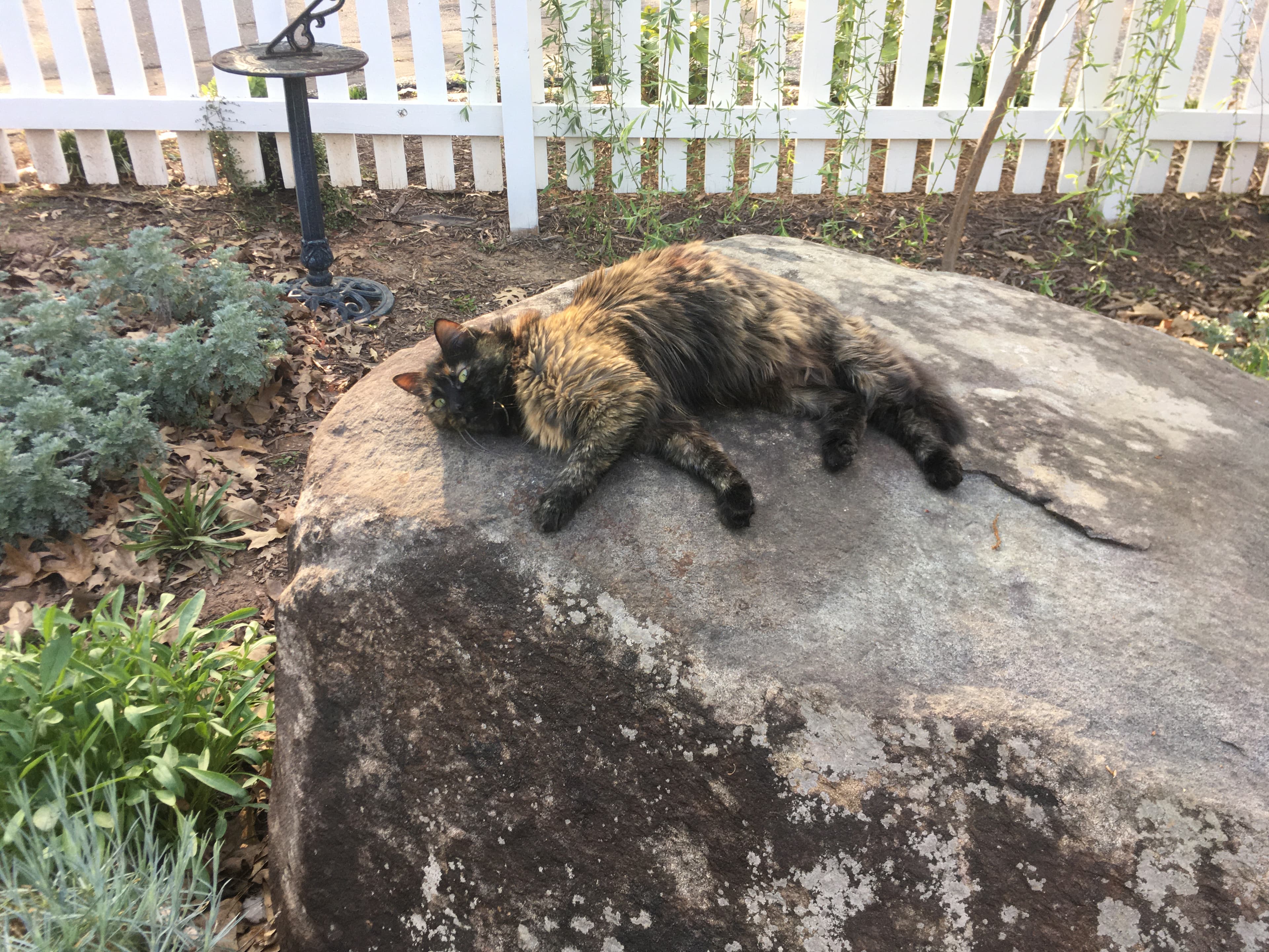 Sophie