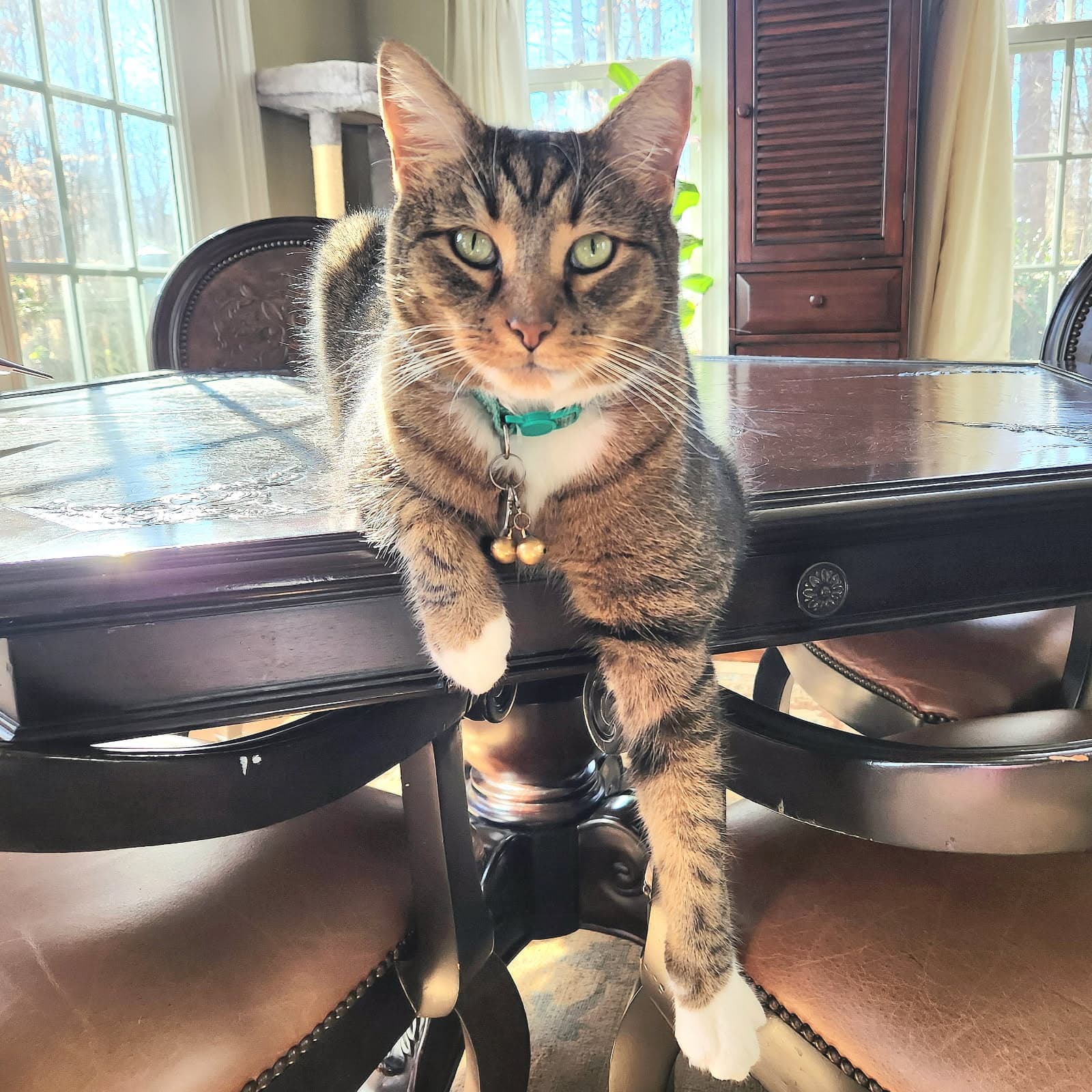 Apollo