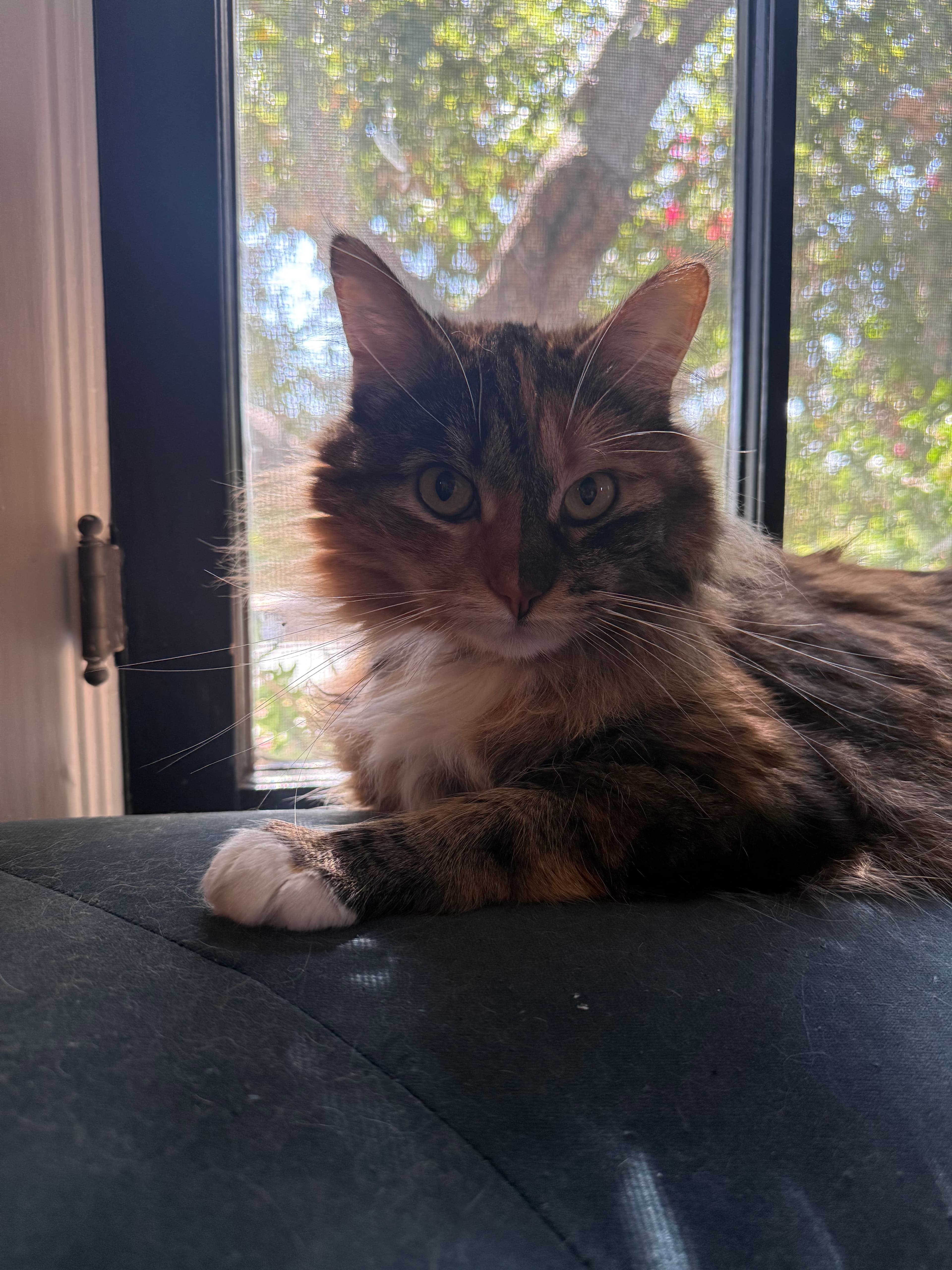Bonnie