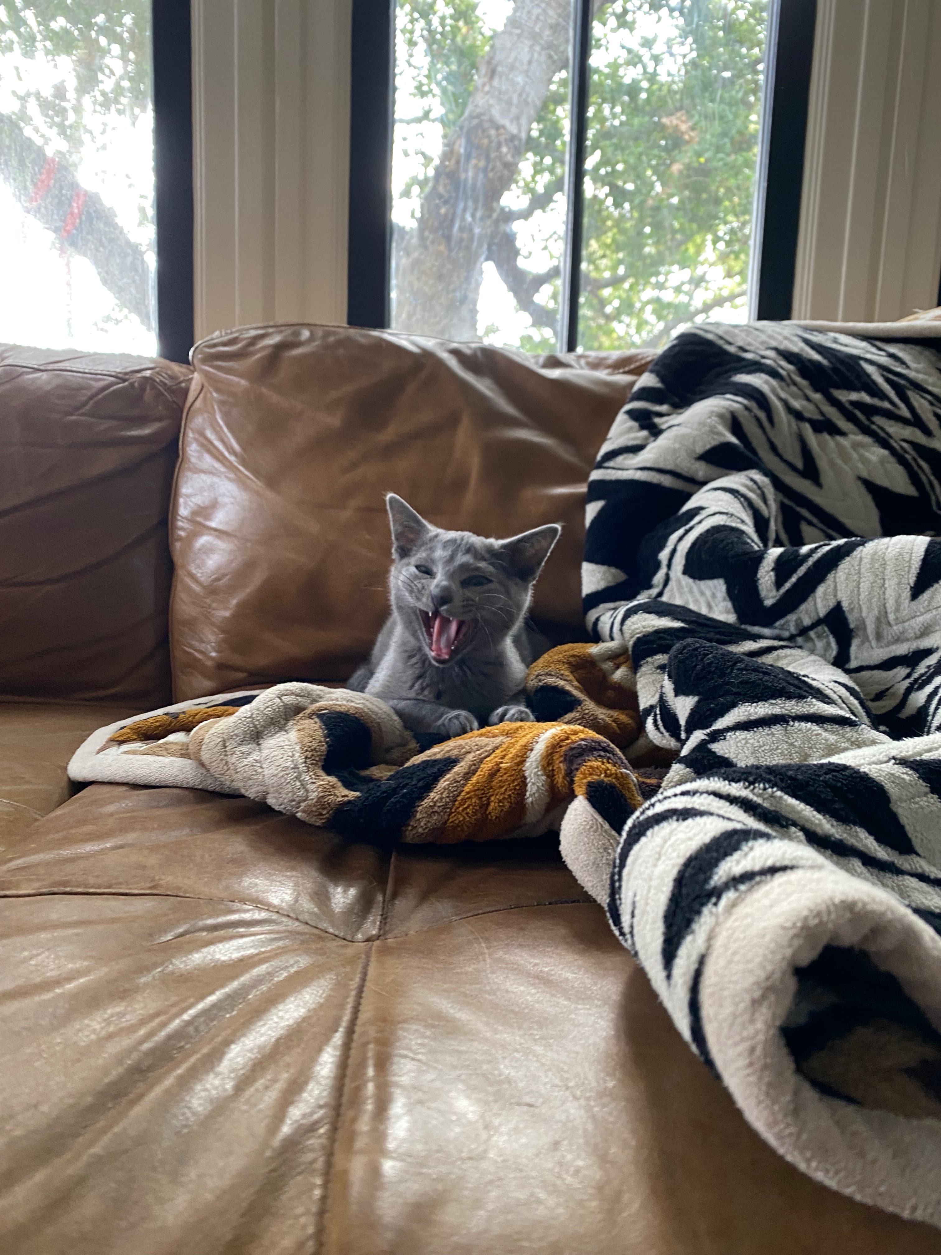 Daphne