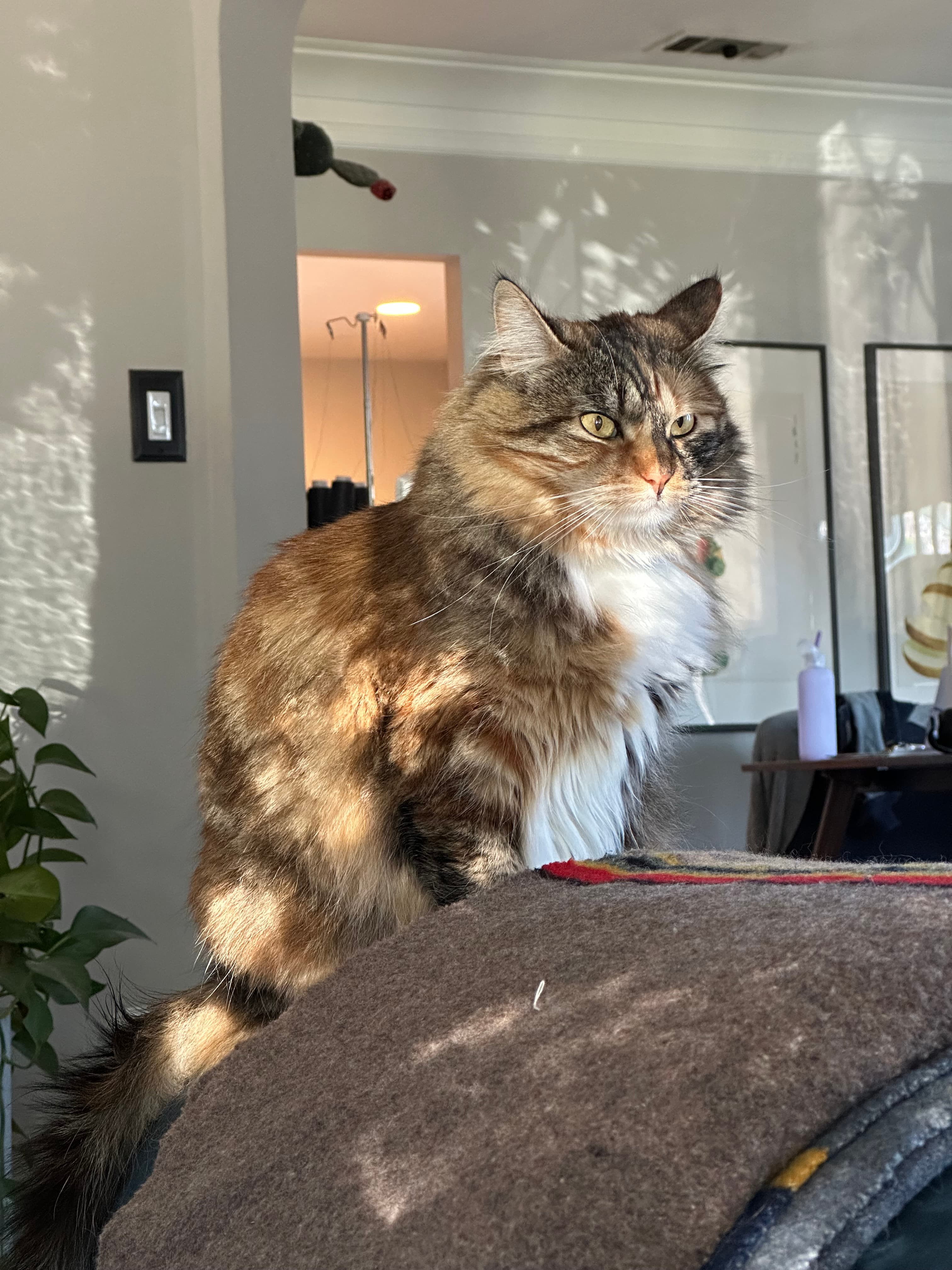 Bonnie