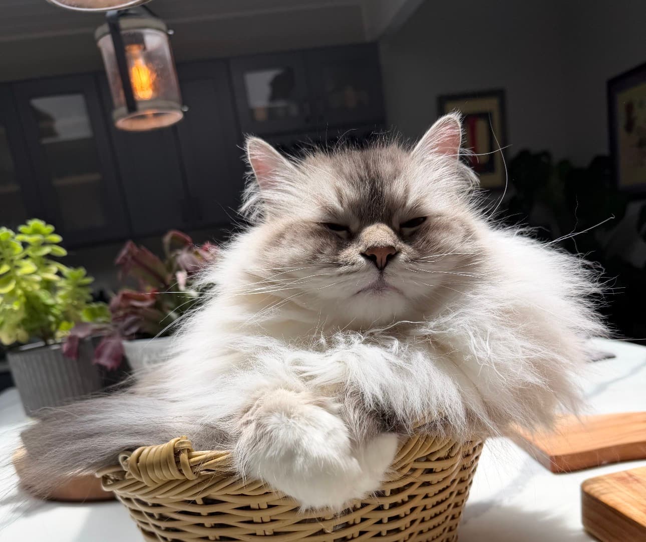 Bo